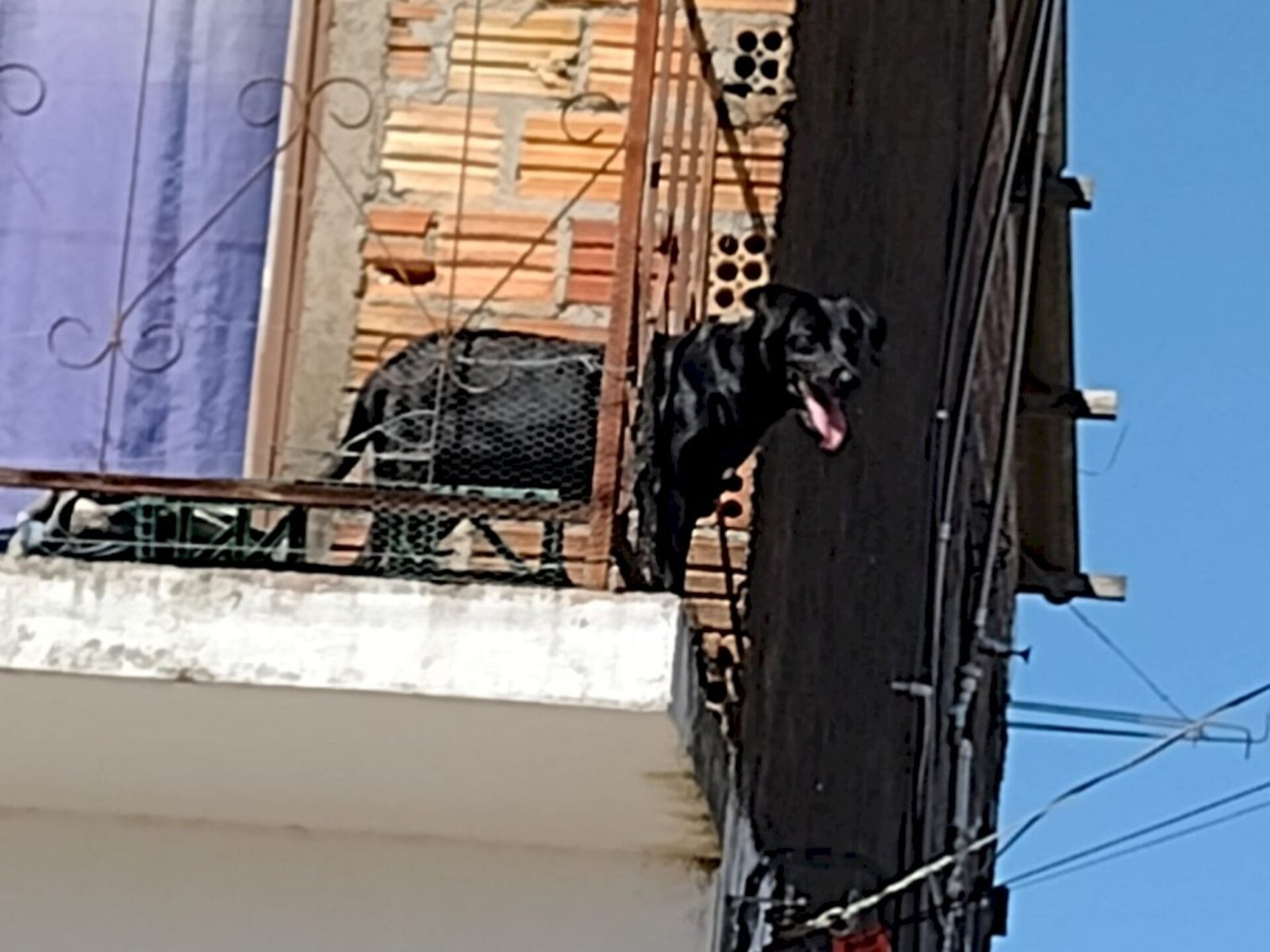 Cachorro foi deixado o dia inteiro no sol sem água