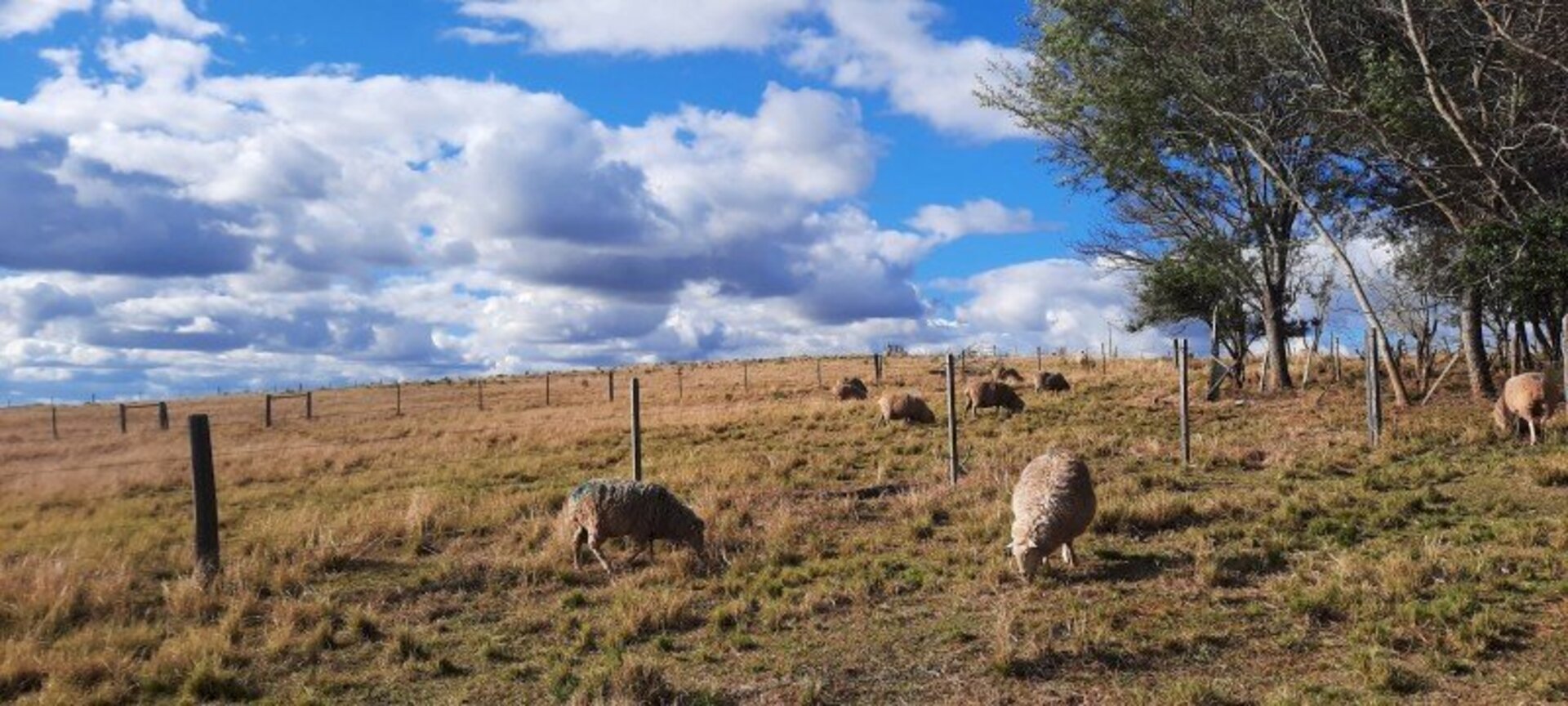 Pelo termo, serão beneficiadas 168 propriedades rurais de pecuaristas familiares