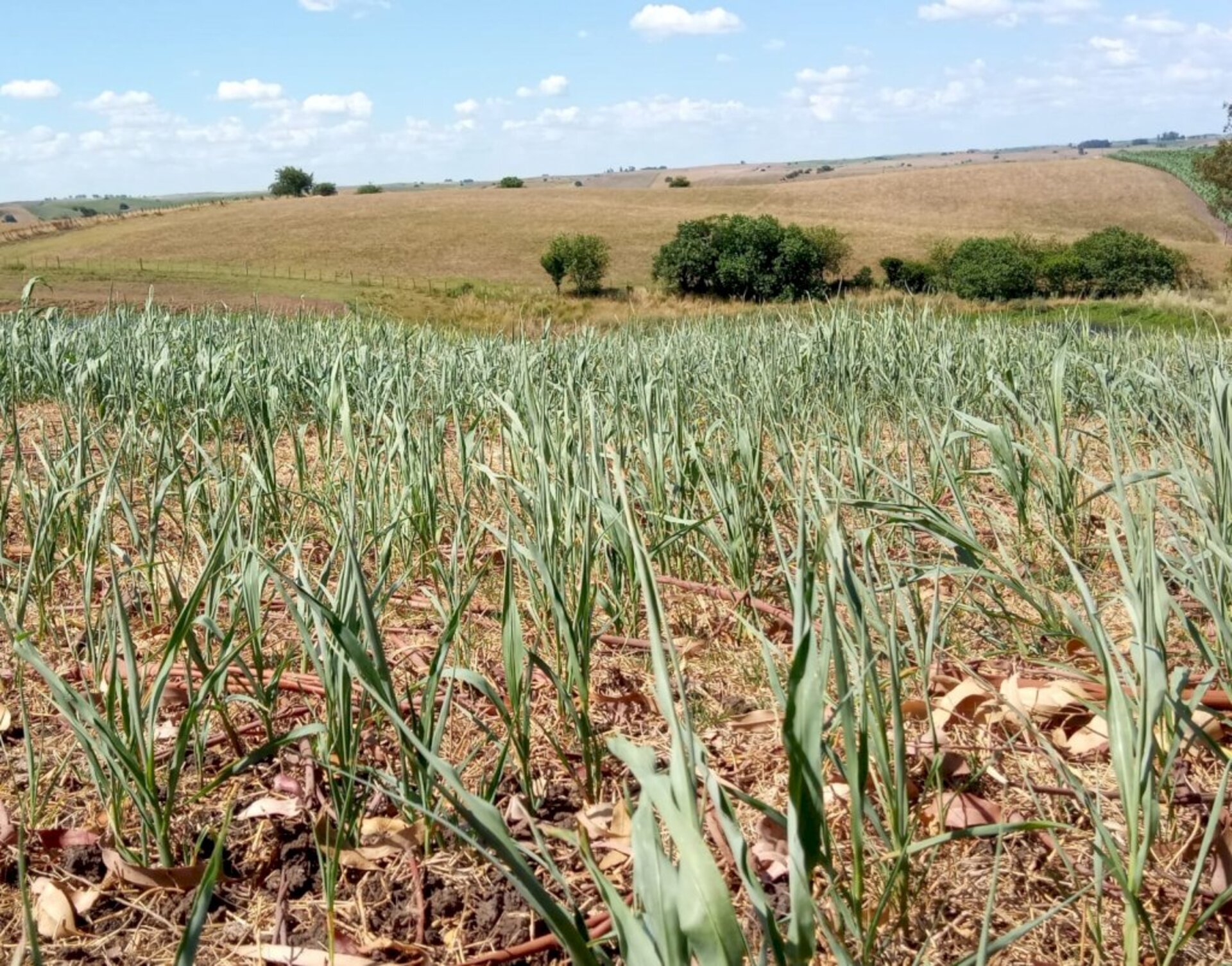 Campos e lavouras são afetados pela falta de água