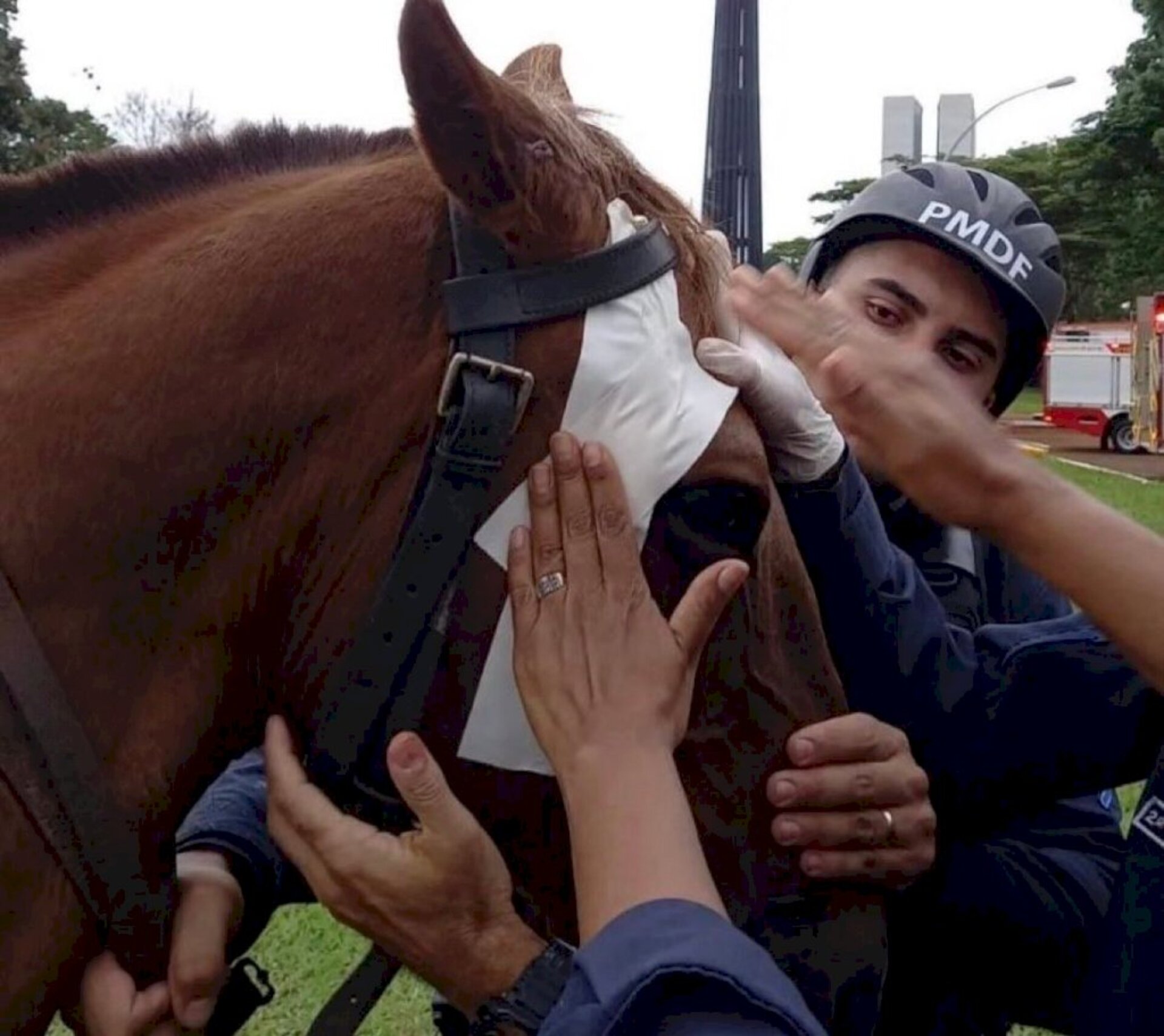 Cavalo é atendido após ter sido agredido com pedaços de ferro