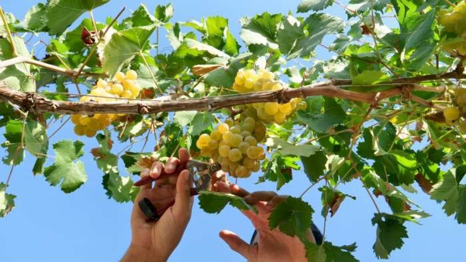 Chardonnay é a primeira cultivar a ser colhida