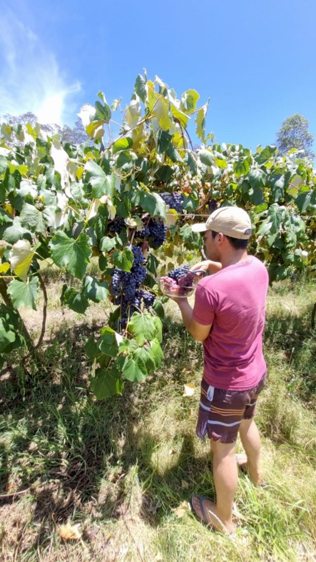 As uvas serão vendidas a R$ 6 o quilo