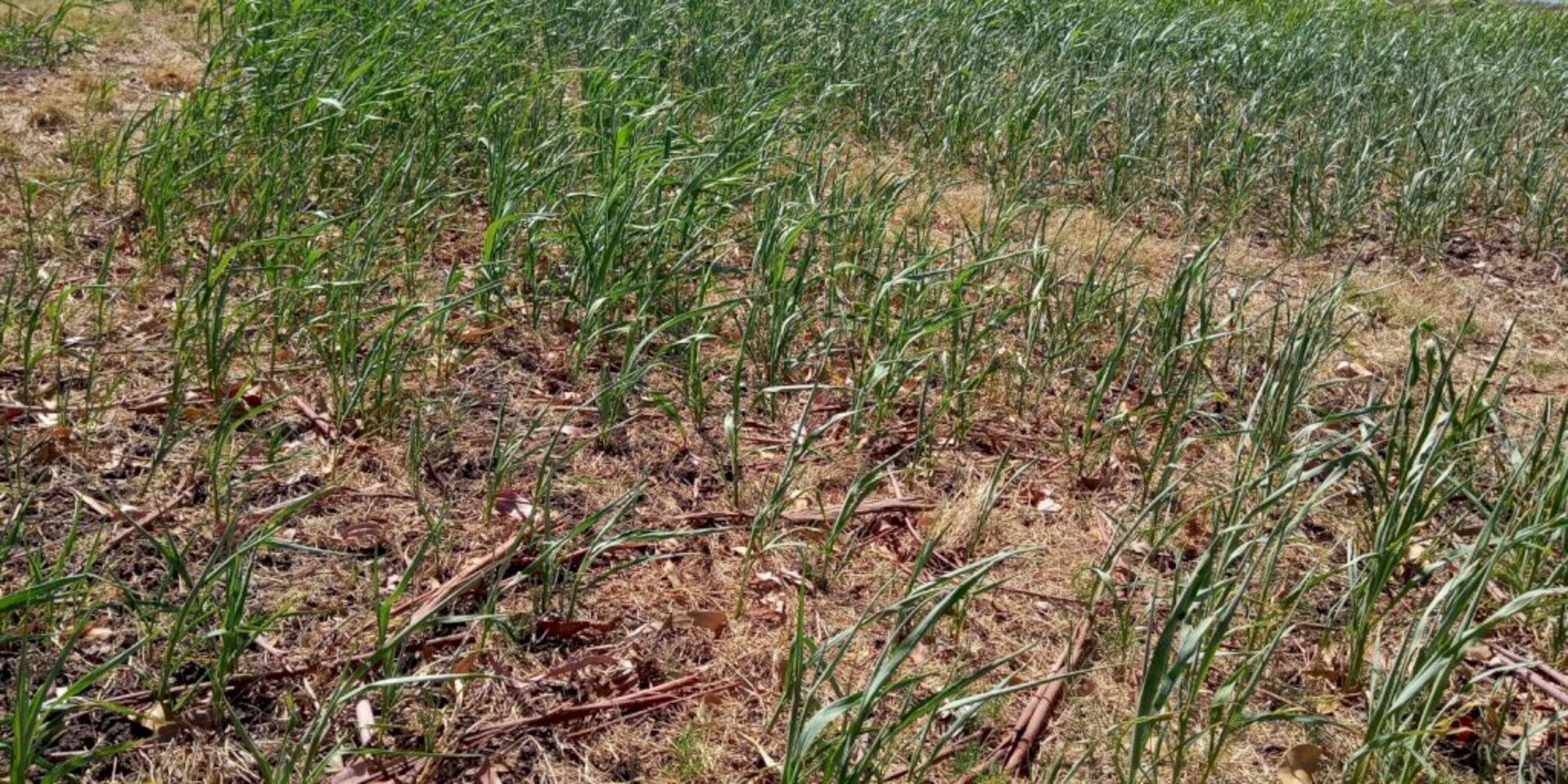 Perdas são sentidas na cidade e no campo