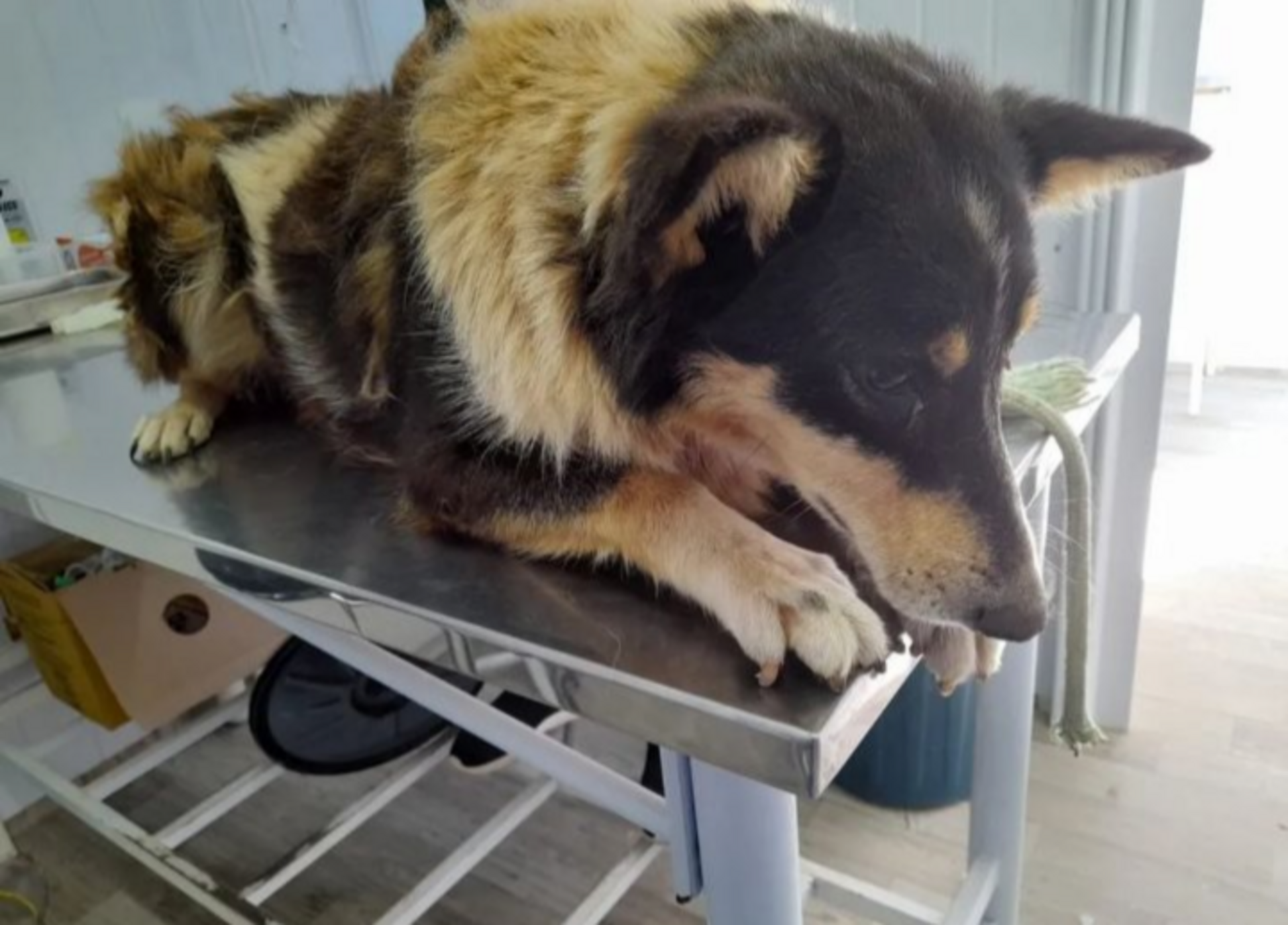 Cão comunitário que precisou de quimioterapia