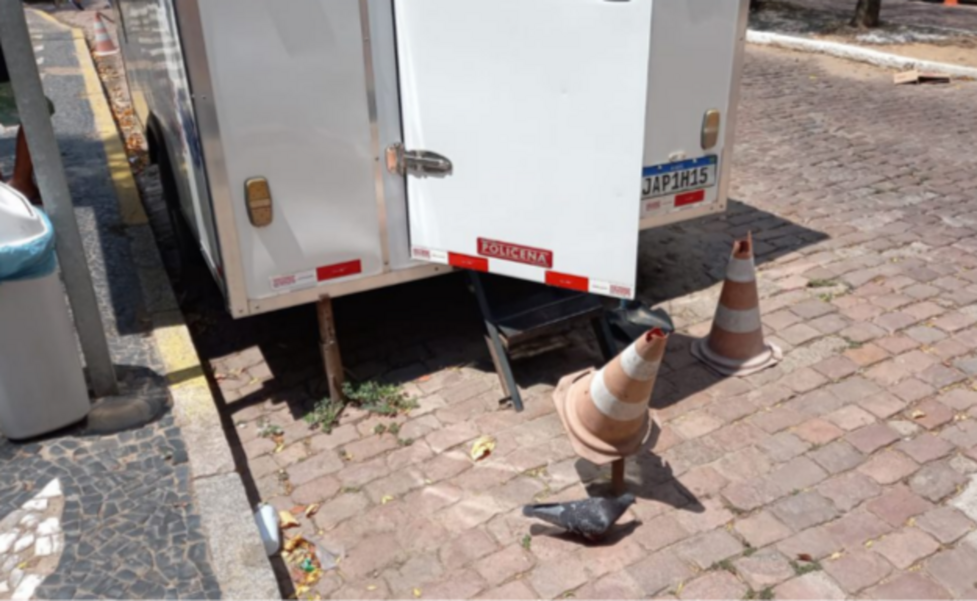 Pássaros ficam nas imediações dos carros de lanches