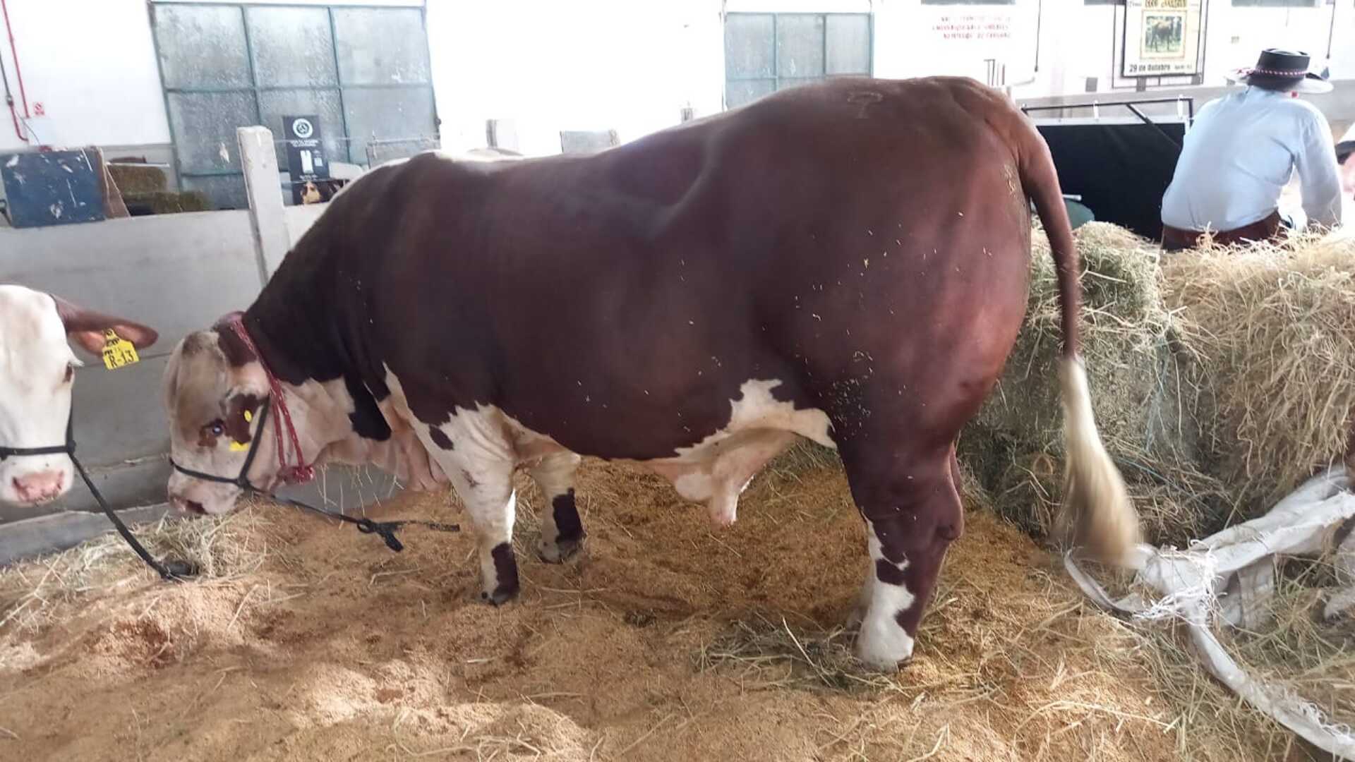 Exposição nacional reúne expositores de vários Estados