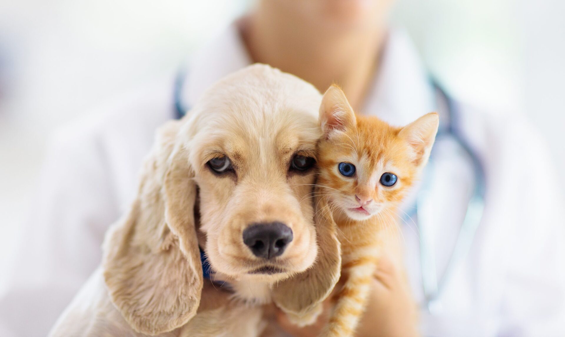 Cães e gatos devem ser imunizados