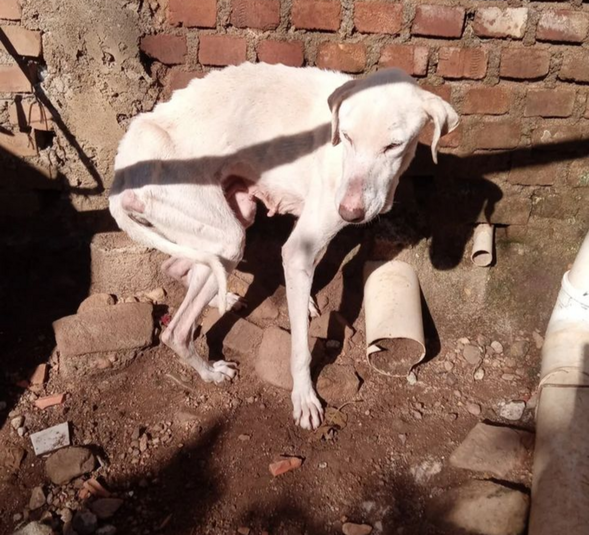 Diariamente animais são retirados de situações deploráveis