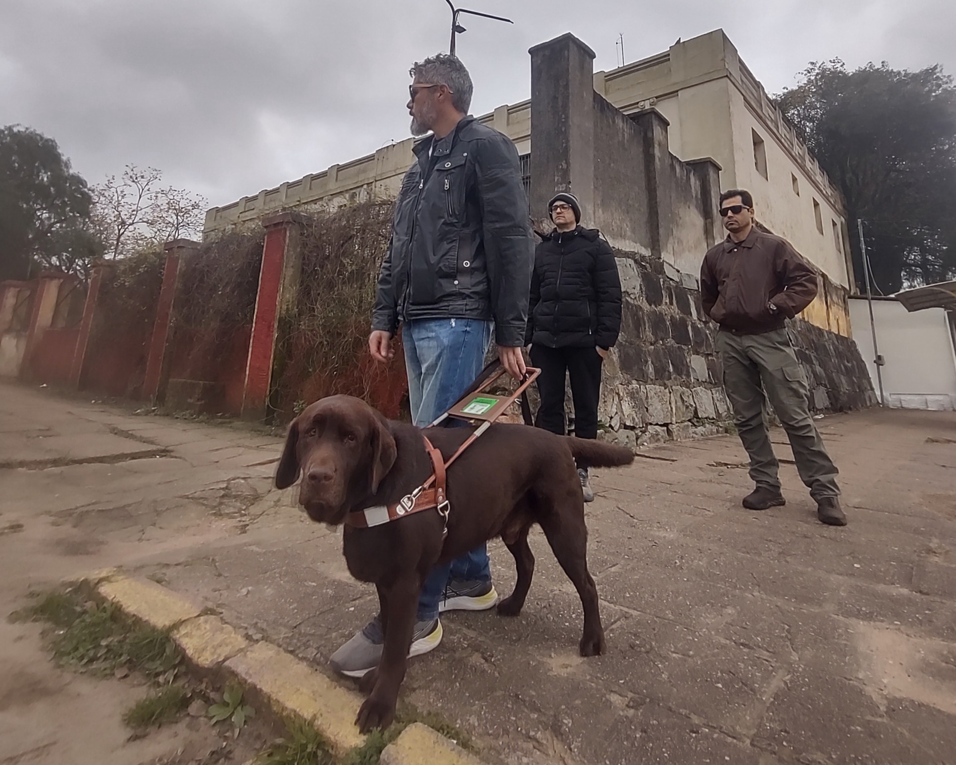 Labrador de 3 anos representa mais autonomia na rotina