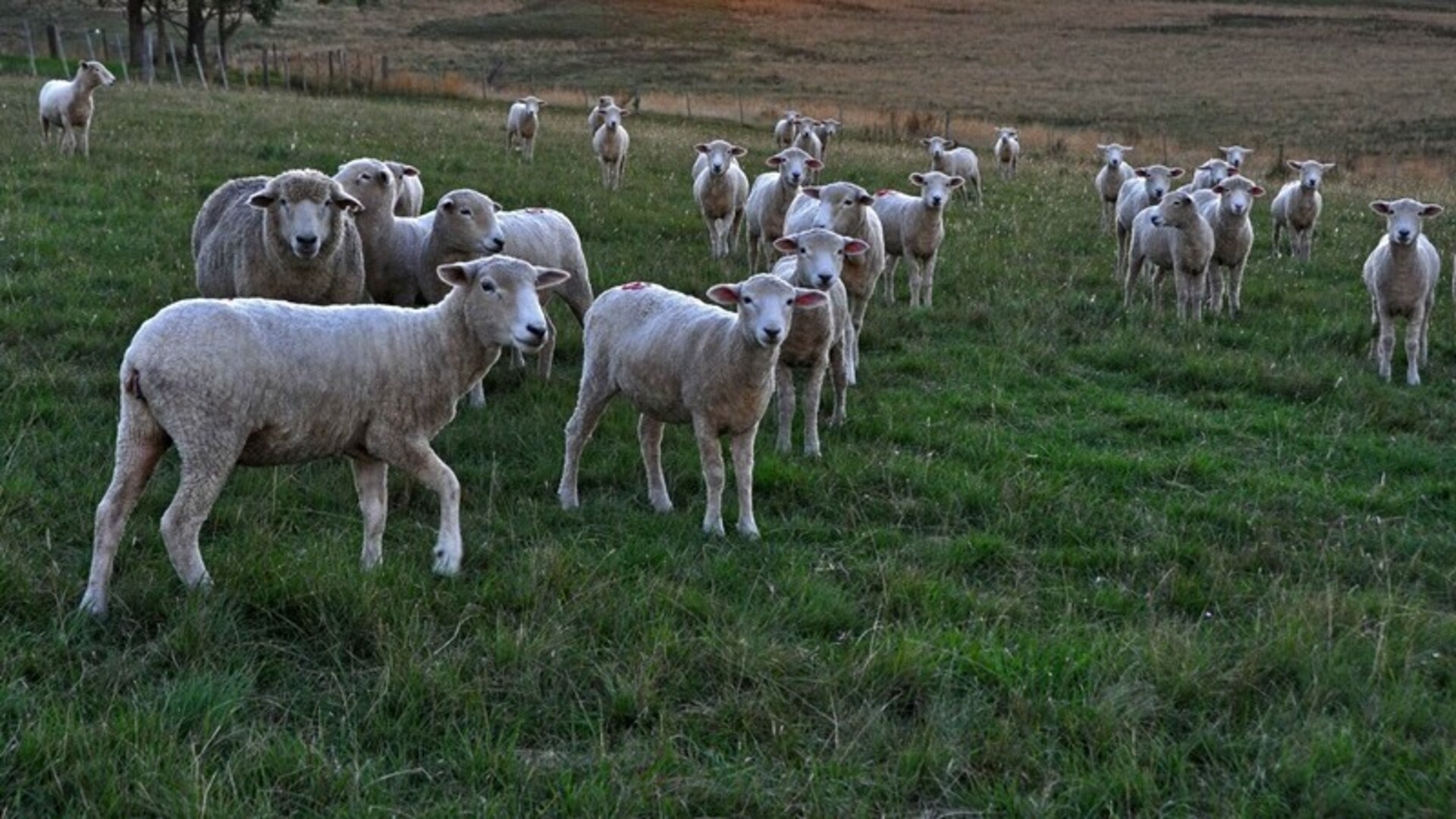 Uma delas é projeto de seleção assistida para ovinos