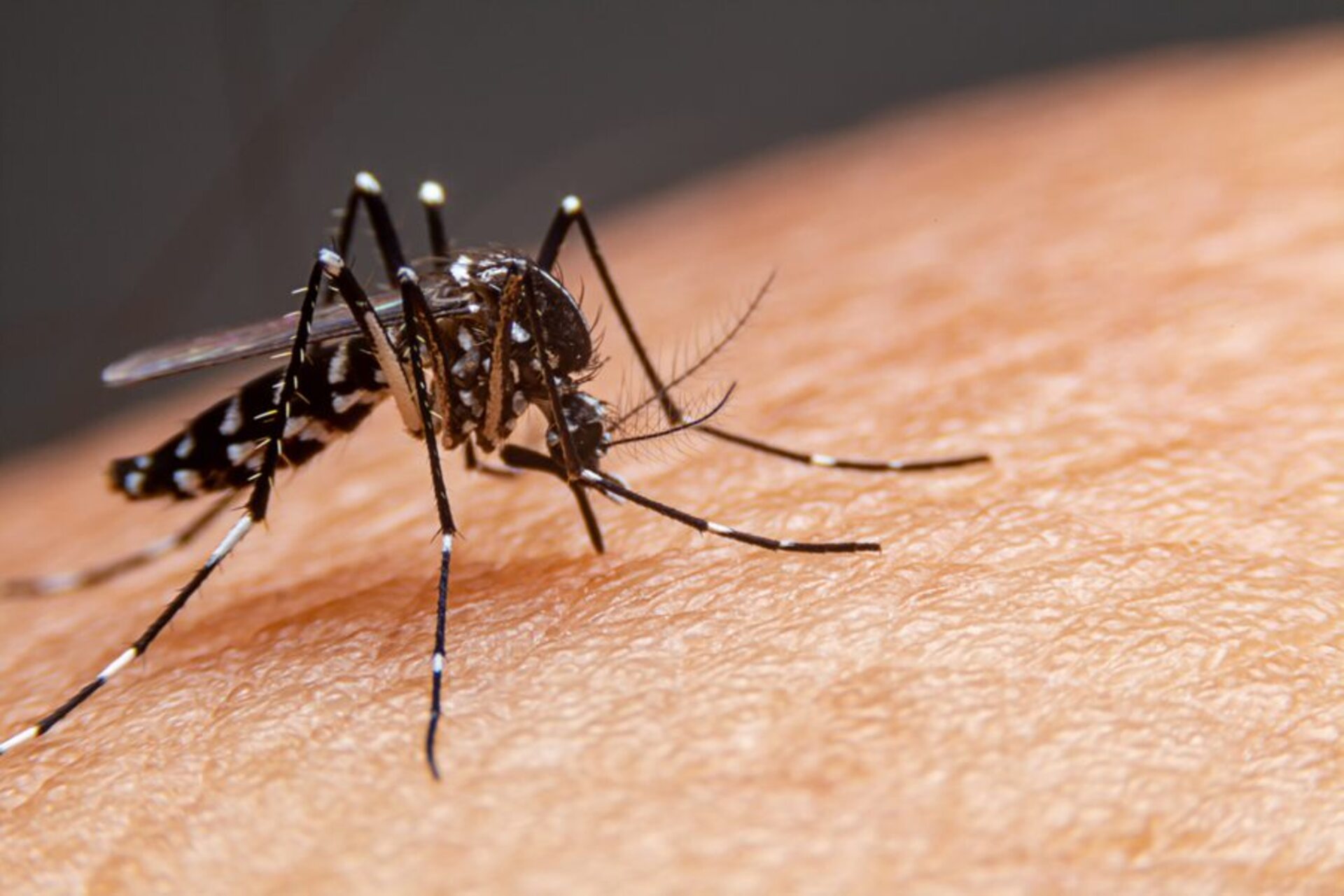 OAB Barro Preto - Dengue