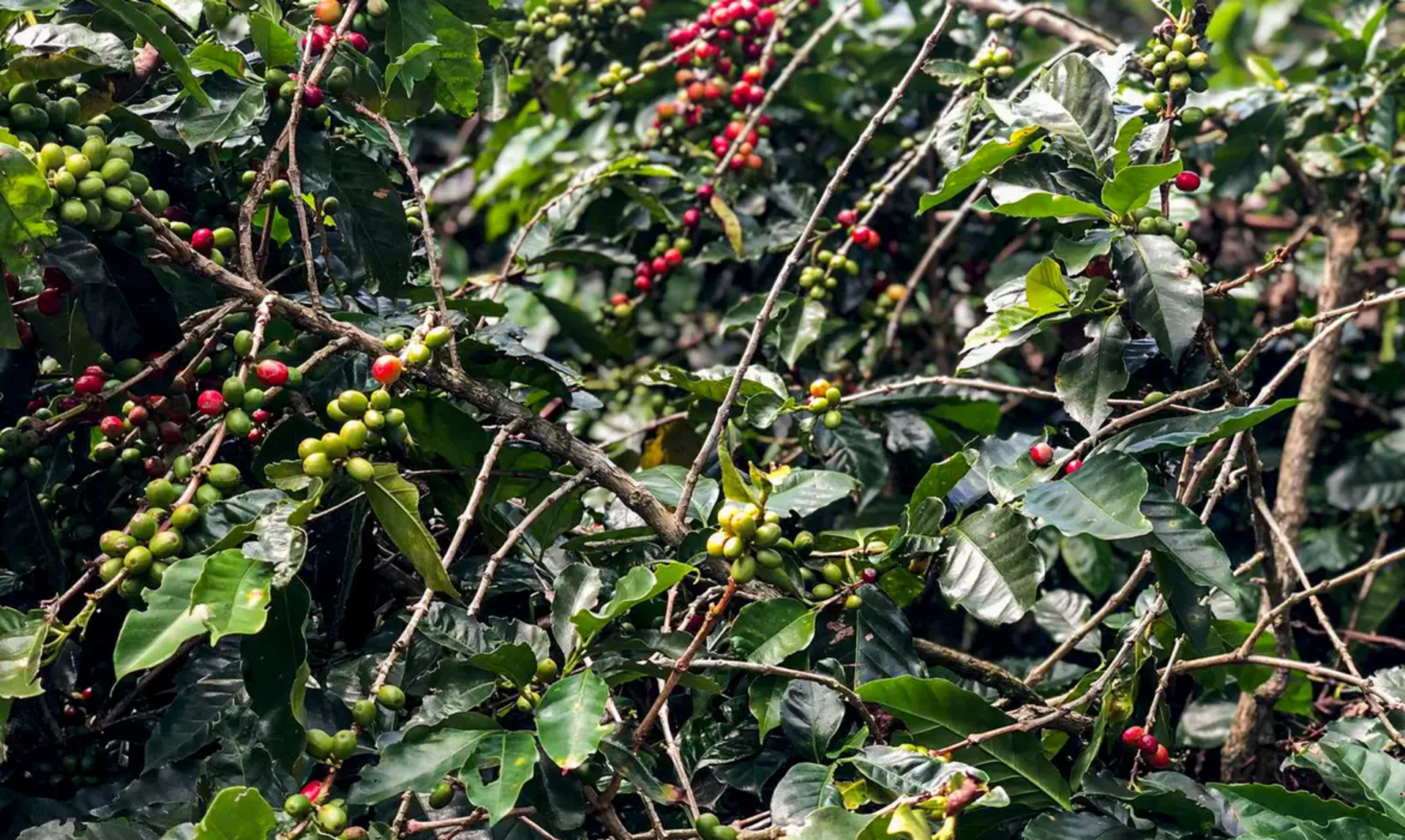 OAB Barro Preto - Café