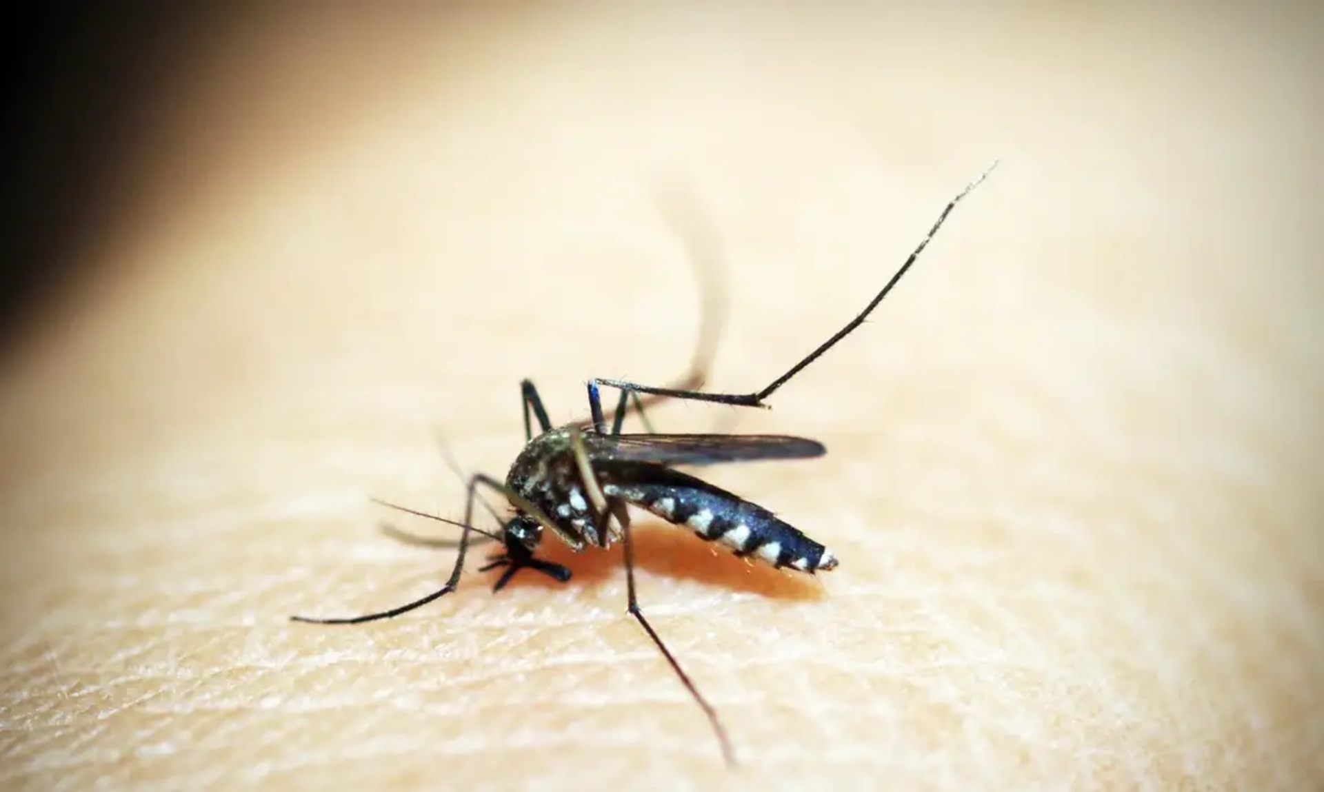 OAB Barro Preto - Alerta é para risco de surtos de dengue tipo 3 nas Américas