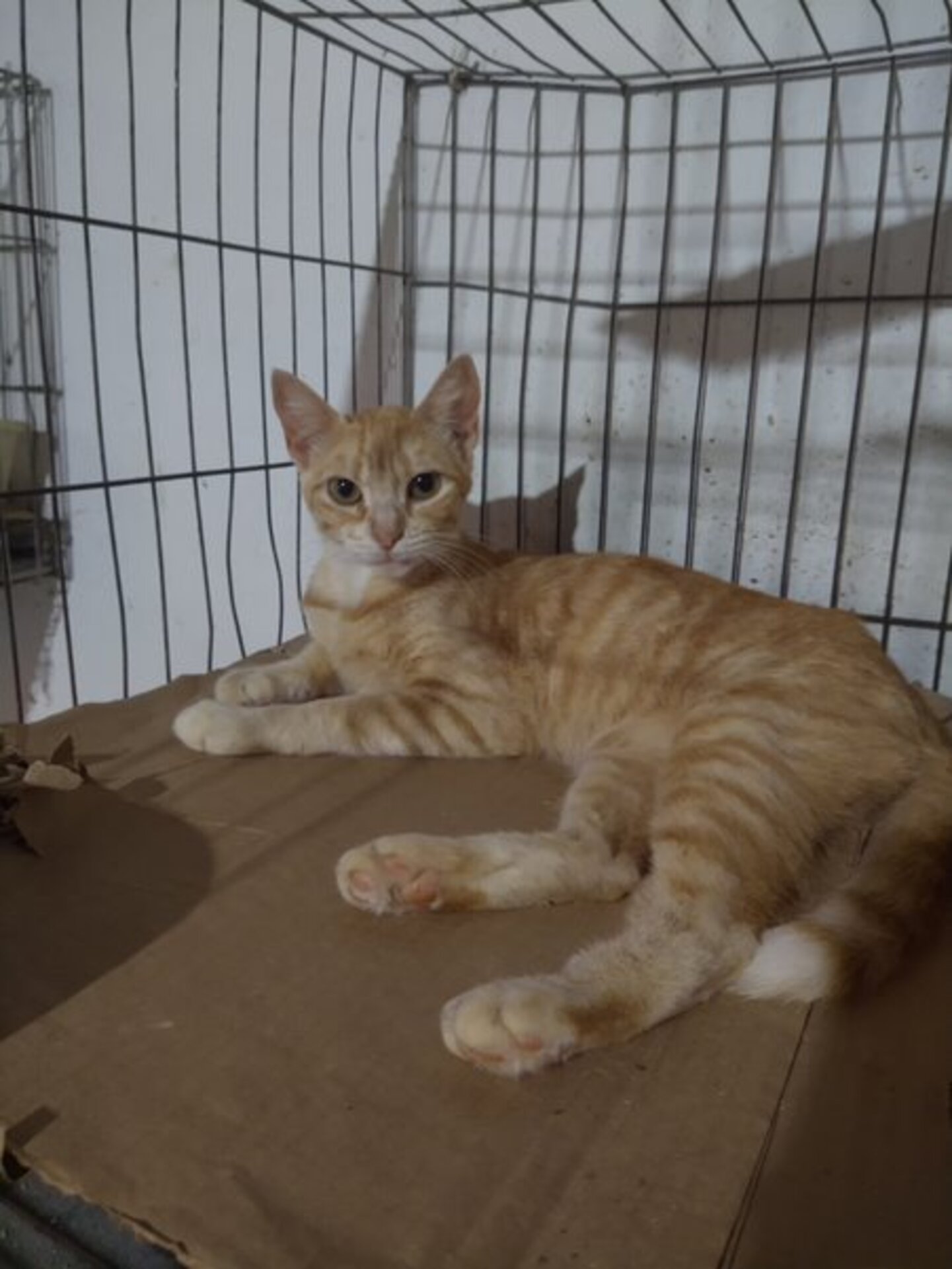 Cães e gatos estão para adoção