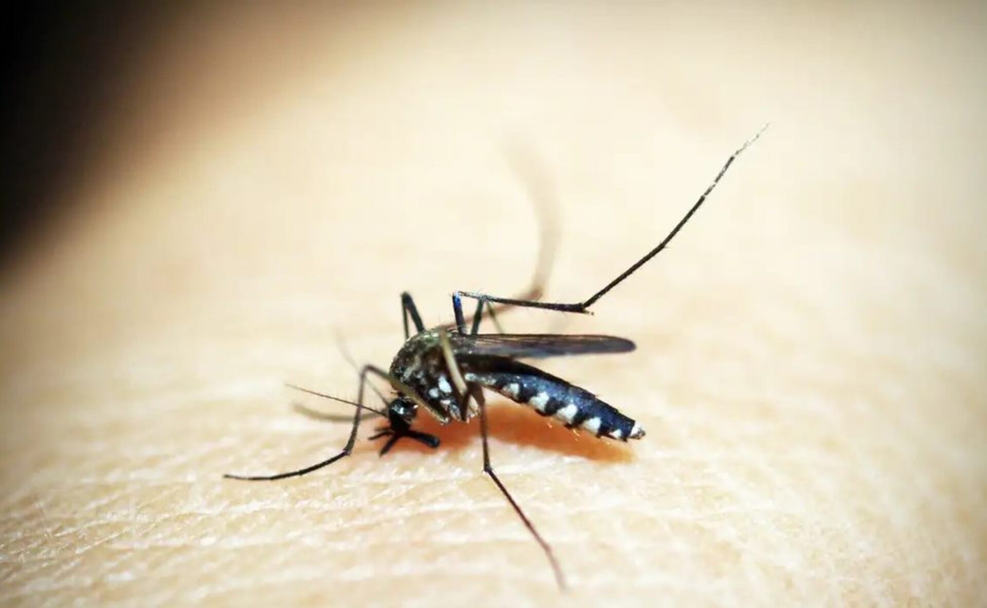 OAB Barro Preto - Chikungunya