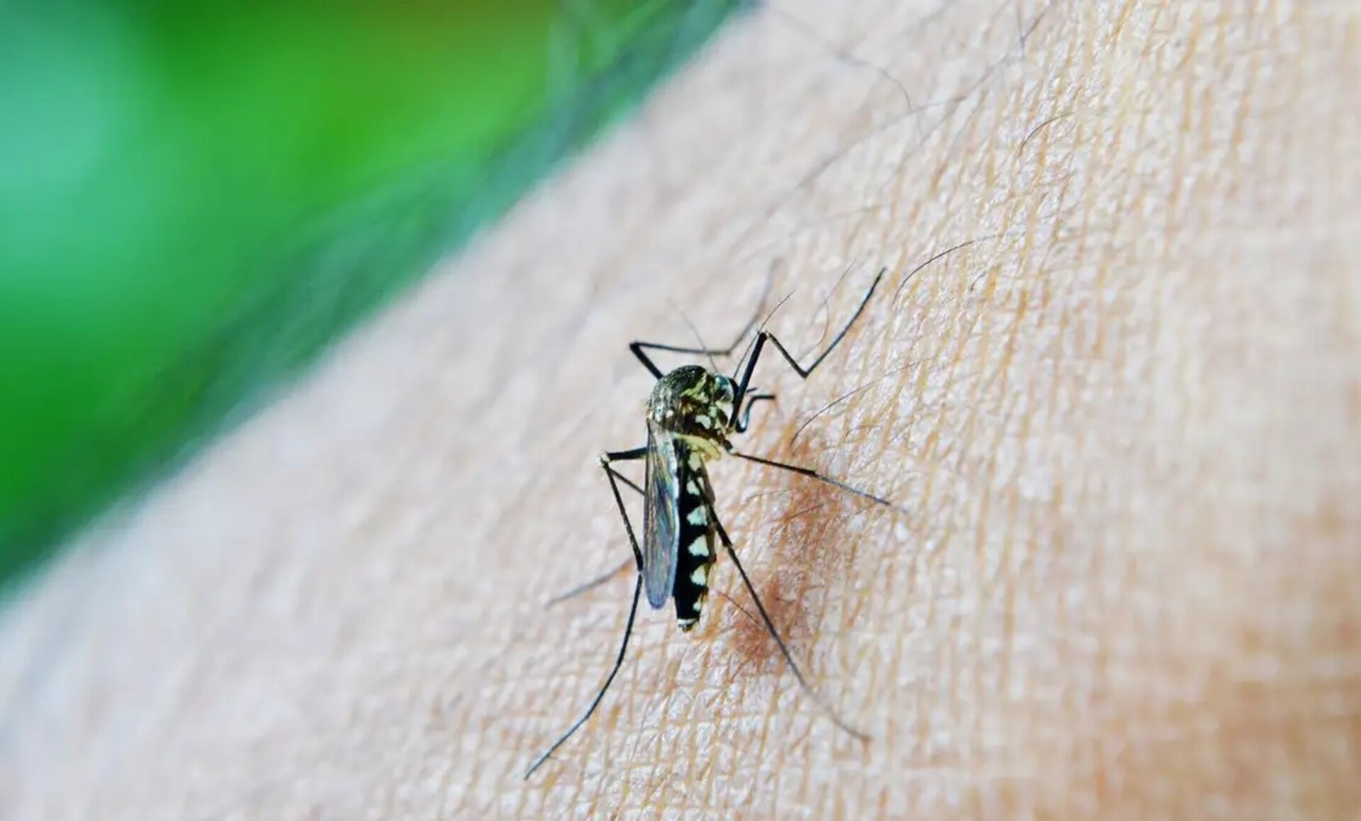 OAB Barro Preto - Dengue no RS