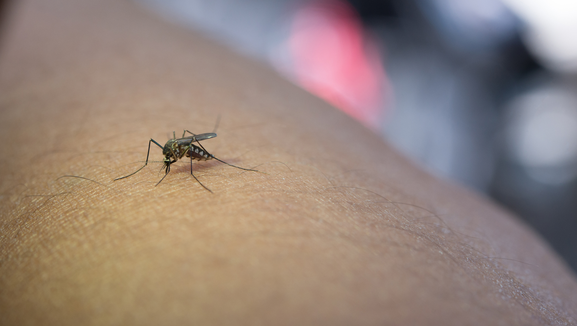 OAB Barro Preto - Dengue