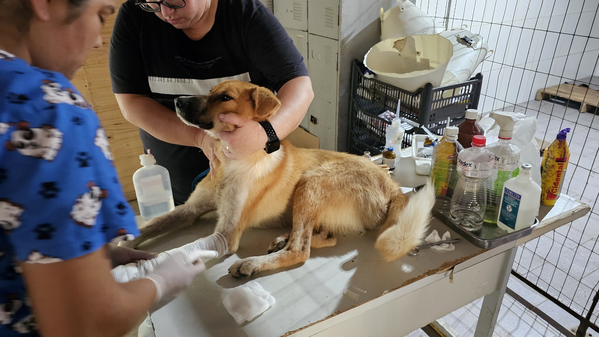 Funcionamento do Castramóvel ainda é incerto