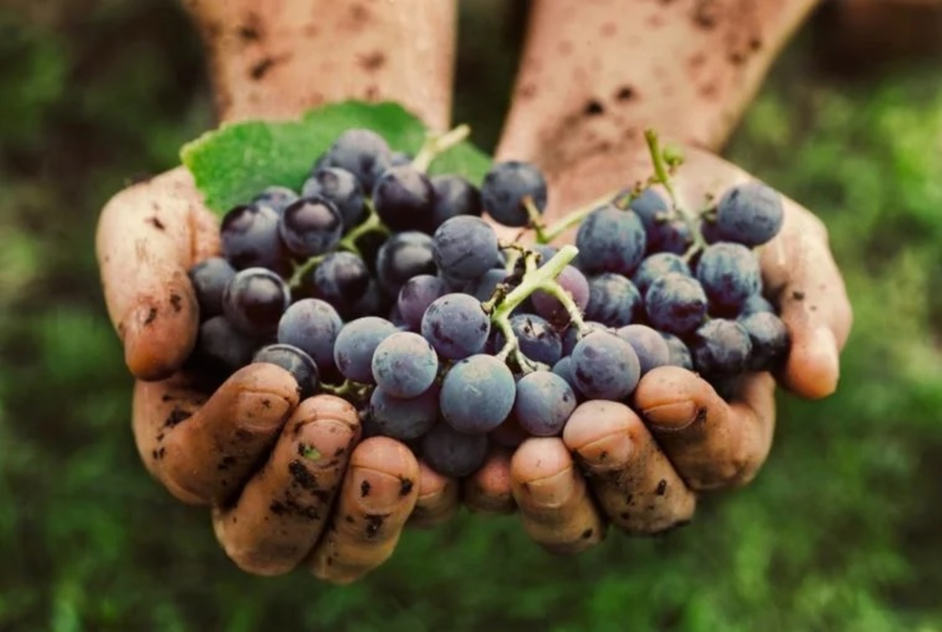 OAB Barro Preto - Professor da Unipampa representa o Brasil em fórum internacional sobre viticultura