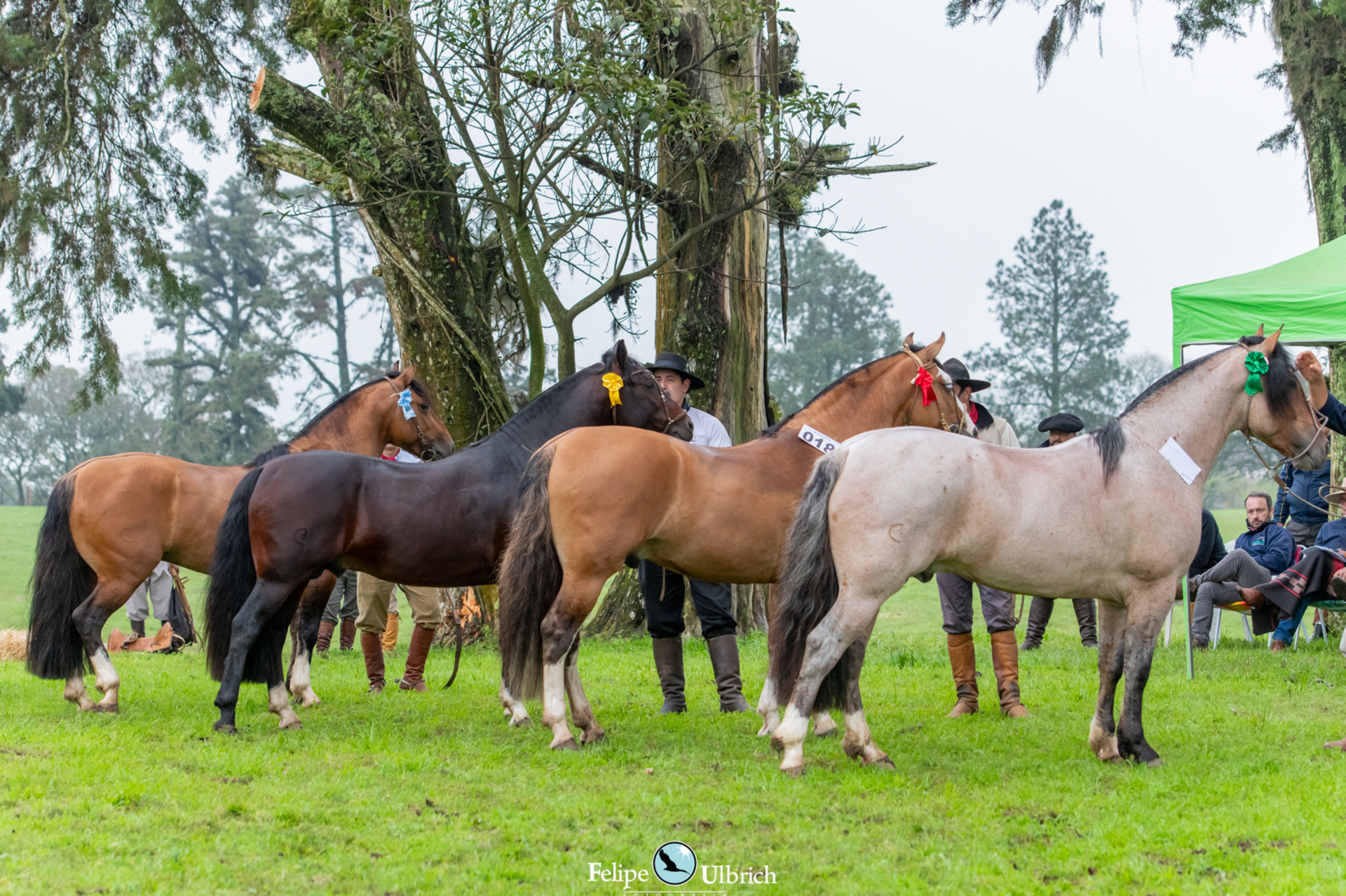 OAB Barro Preto - Cavalo Crioulo pode virar símbolo natural de Bagé
