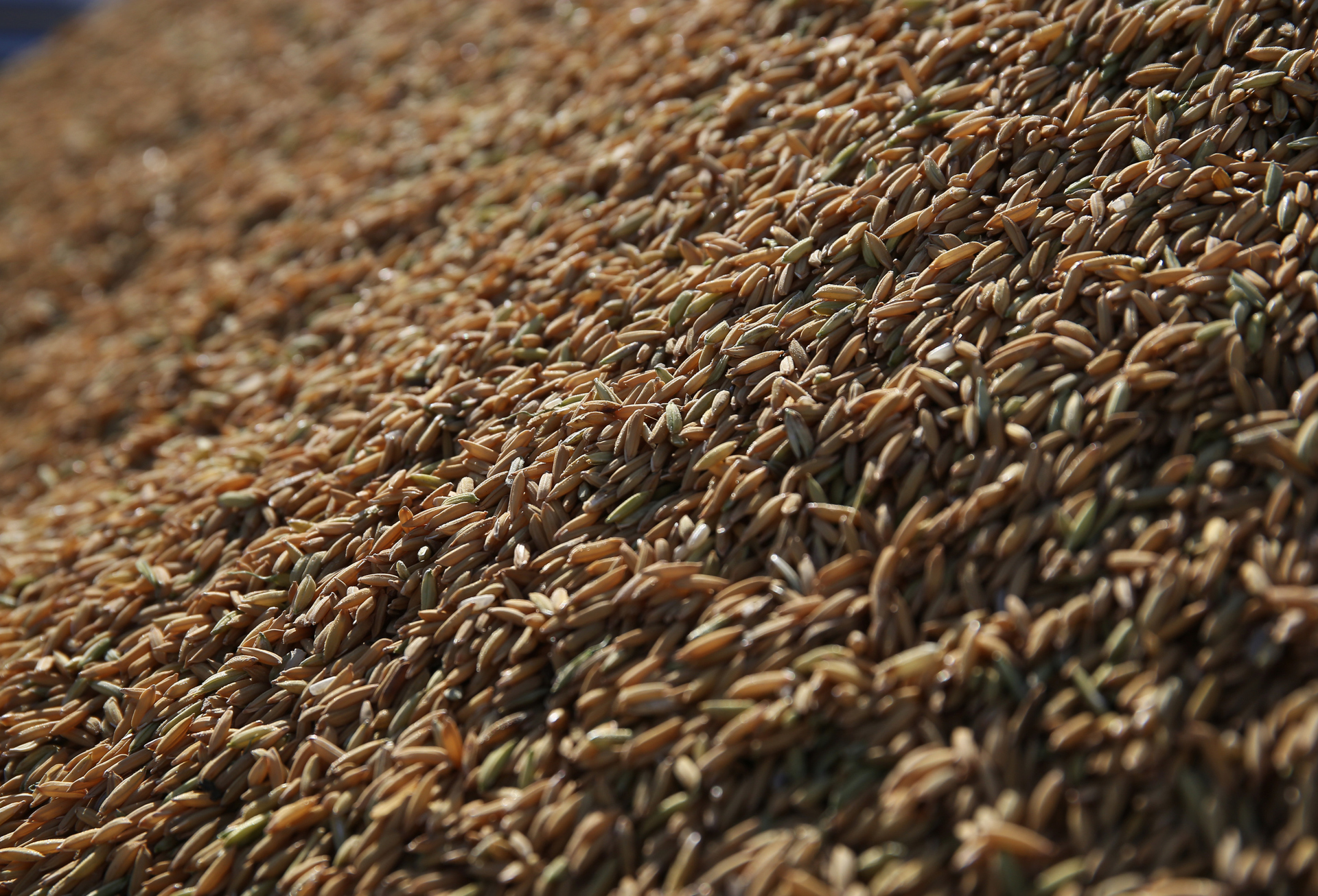 Arrozeiros gaúchos enfrentam desafios como estiagem e desvalorização do grão