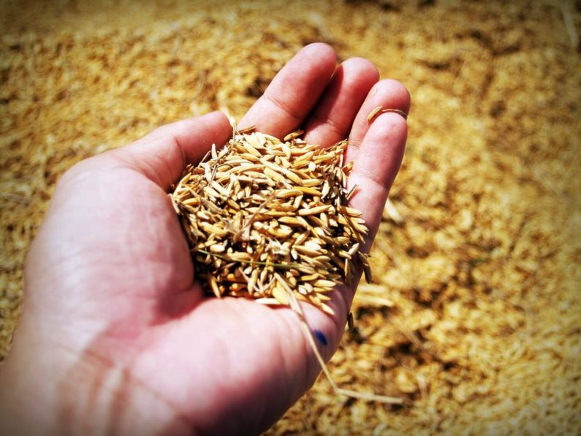 Estado plantou 970.194 hectares neste período