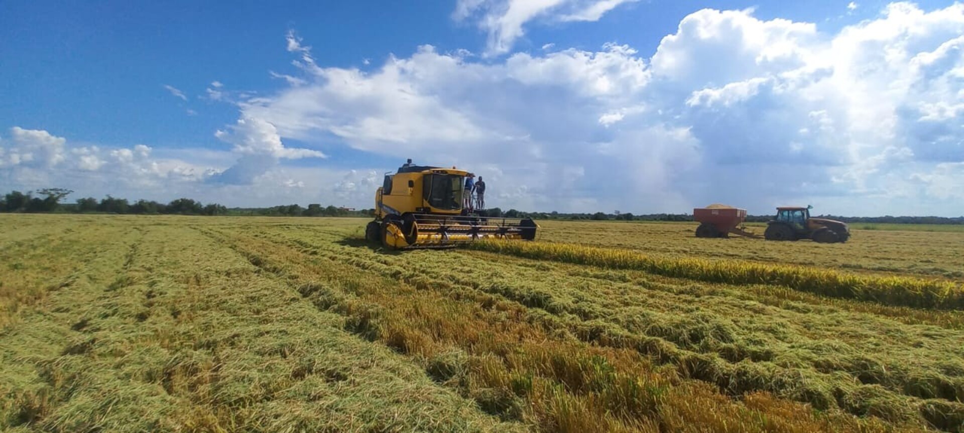 Fronteira Oeste lidera área colhida com 91 mil hectares