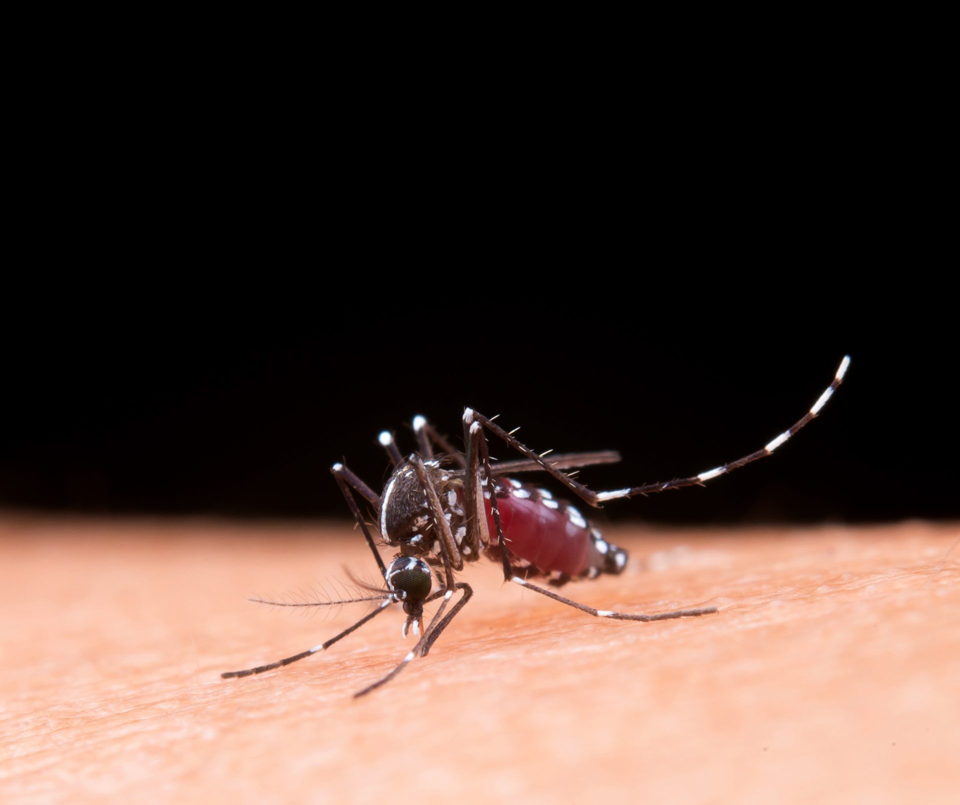 OAB Barro Preto - Dengue