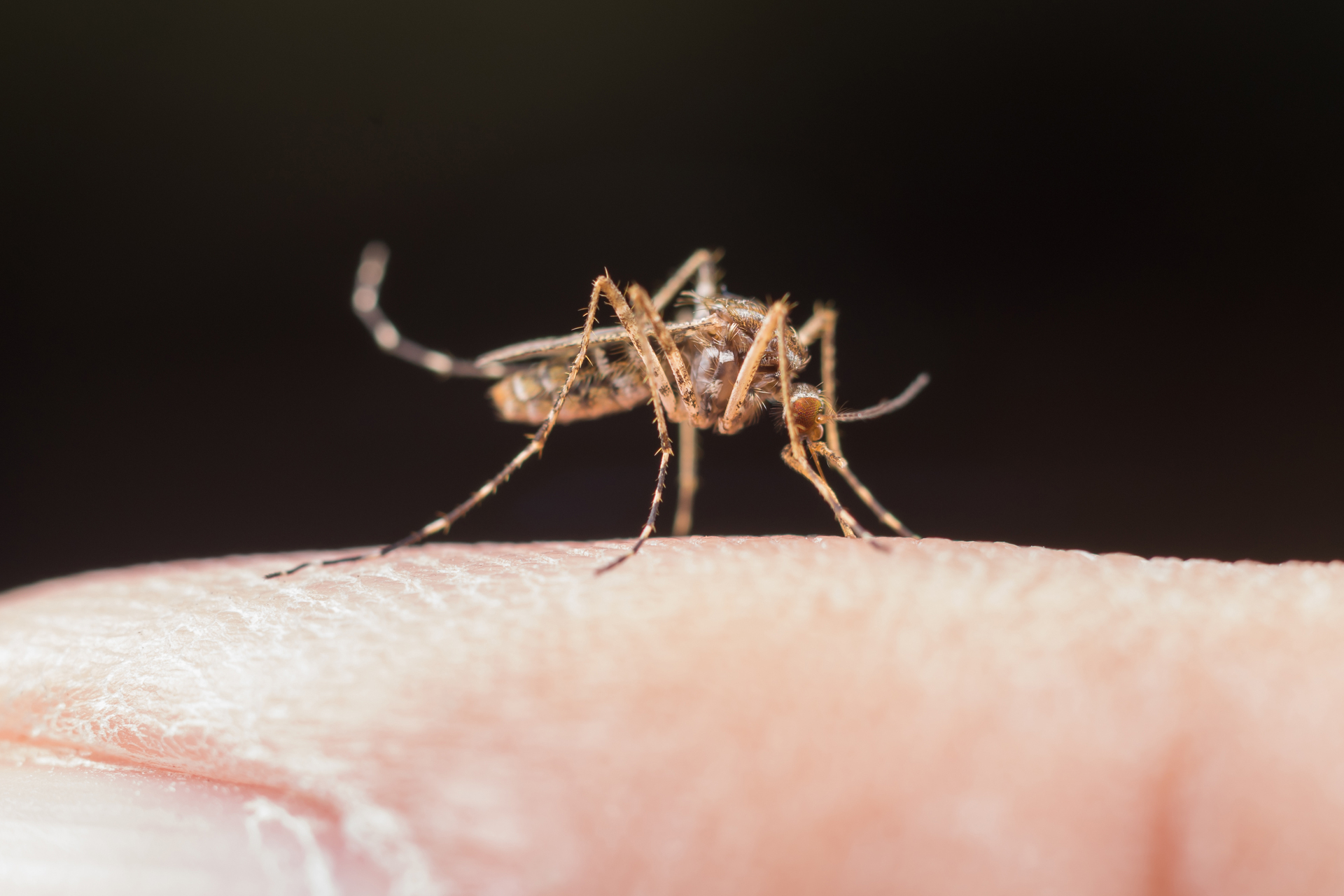 OAB Barro Preto - Dengue no RS