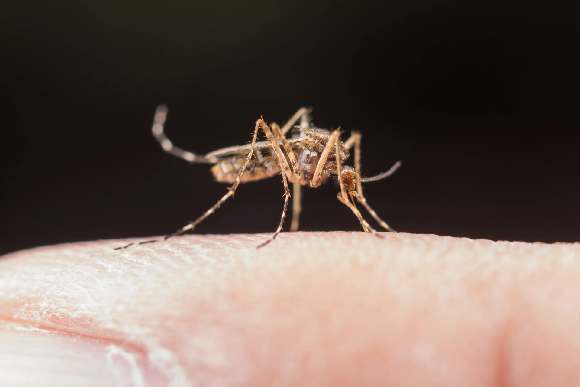 OAB Barro Preto - Saúde confirma mais um caso de dengue em Bagé