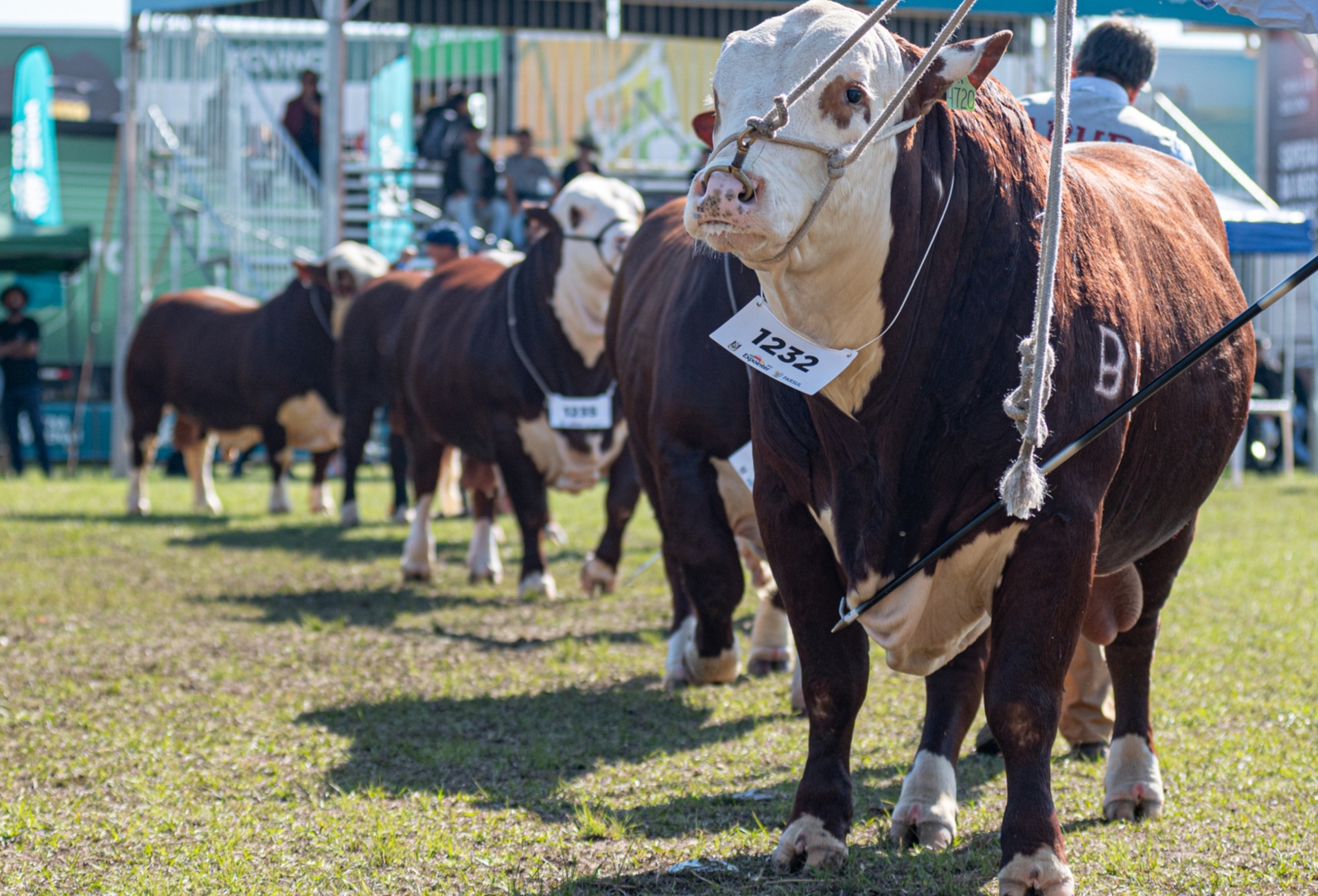 OAB Barro Preto - Mundial Hereford e Braford vai reunir 600 animais em Esteio