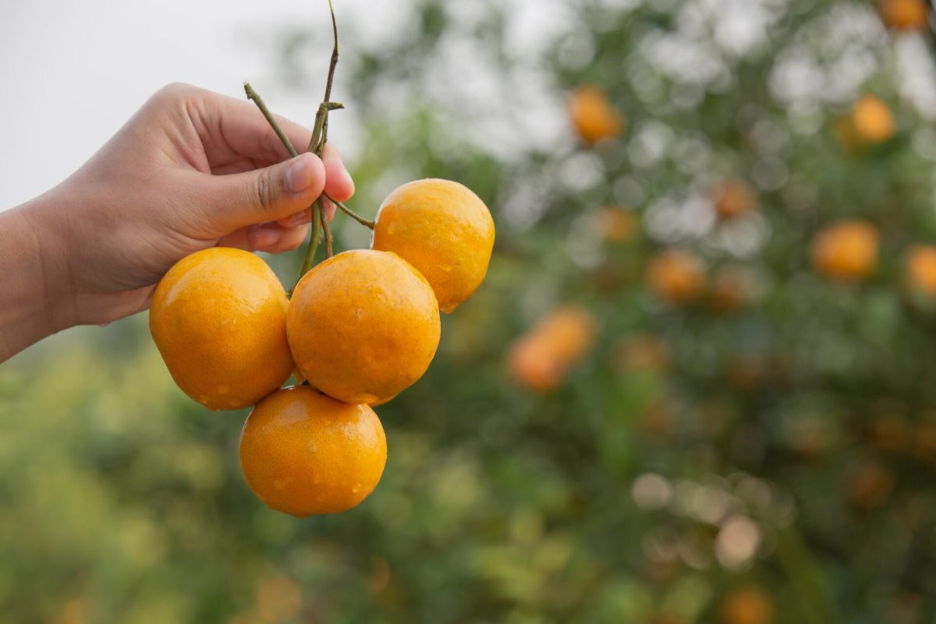 OAB Barro Preto - Frutas puxam queda nos preços e aliviam custo da cesta básica