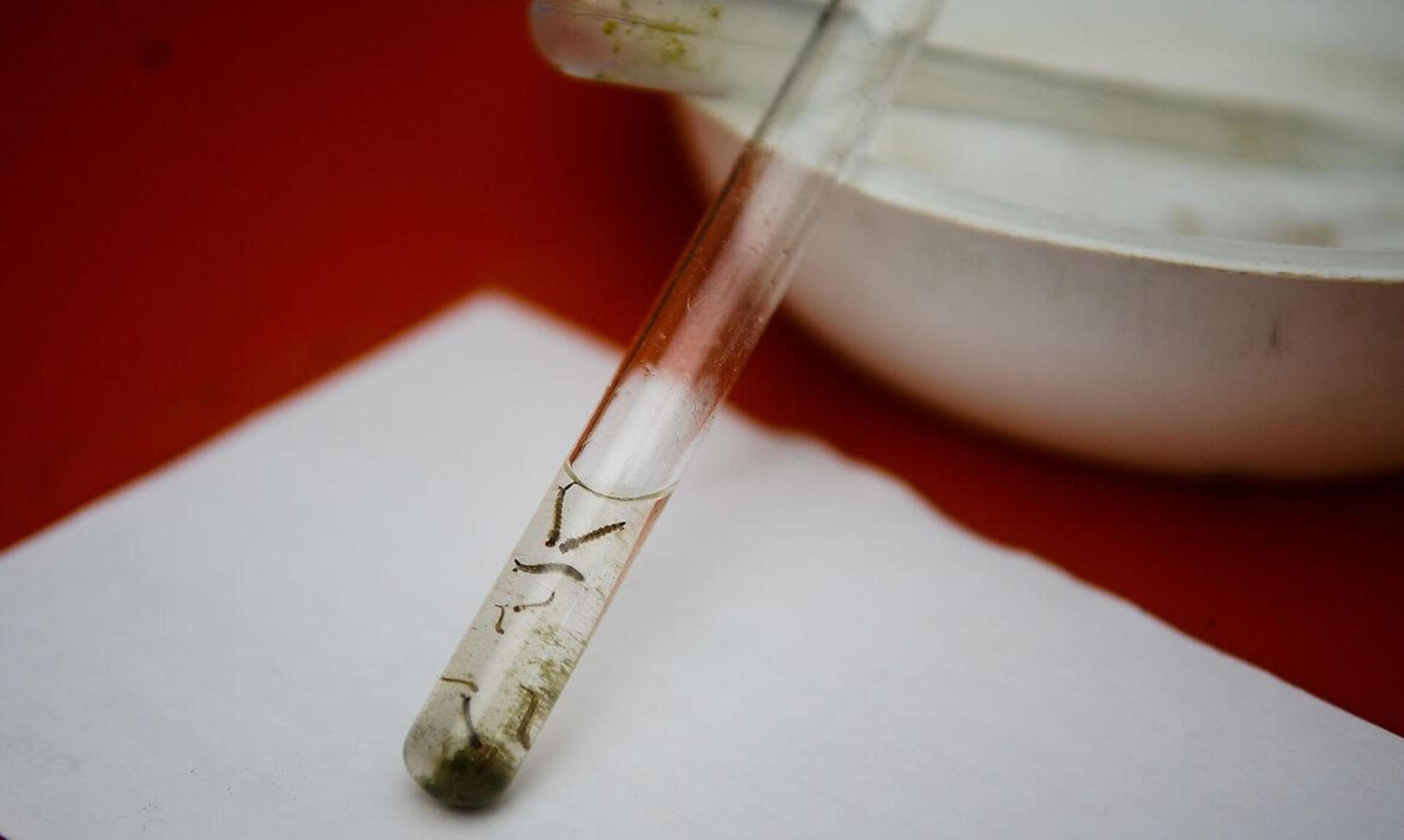 Apelo é para eliminação de criatórios do mosquito