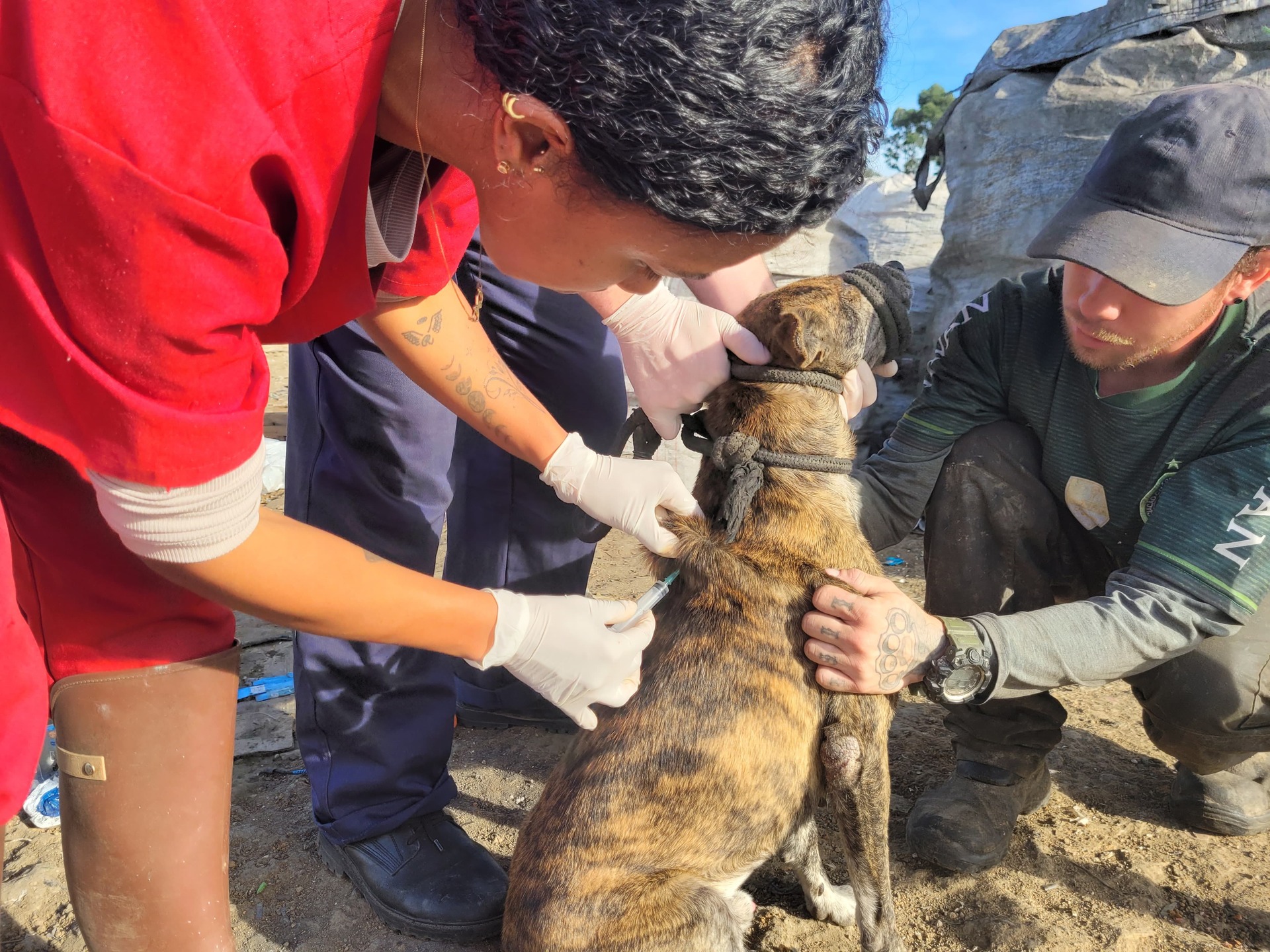 Muitos cães e gatos têm sido abandonados no local
