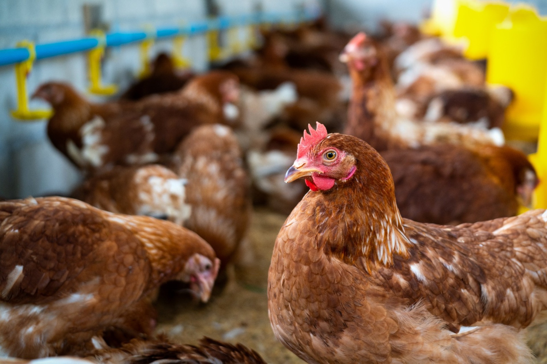 OAB Barro Preto - Carne de frango e ovos são seguros para consumo, enfatiza governo
