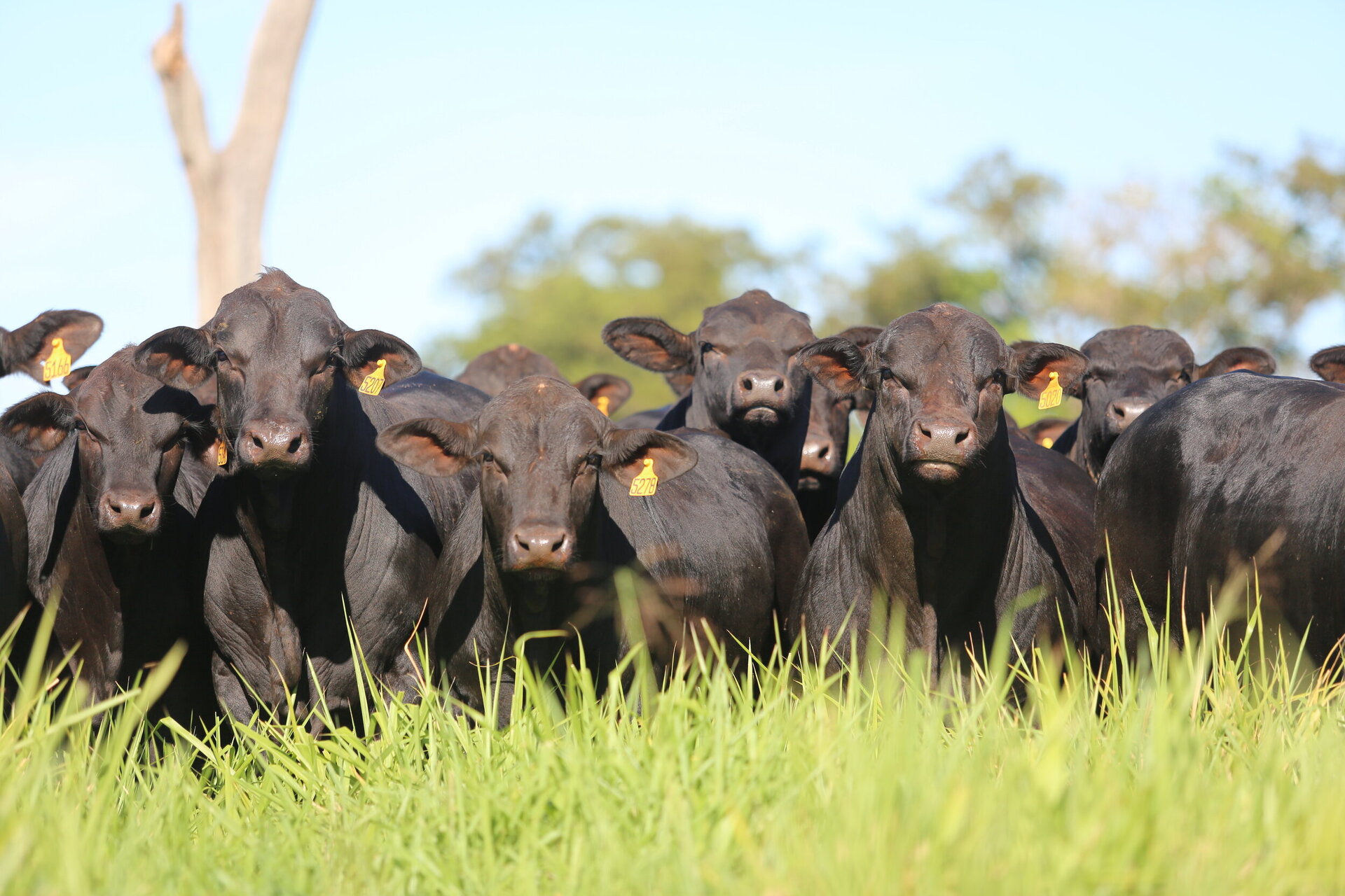 OAB Barro Preto - Embrapa seleciona produtores para projeto de melhoramento genético