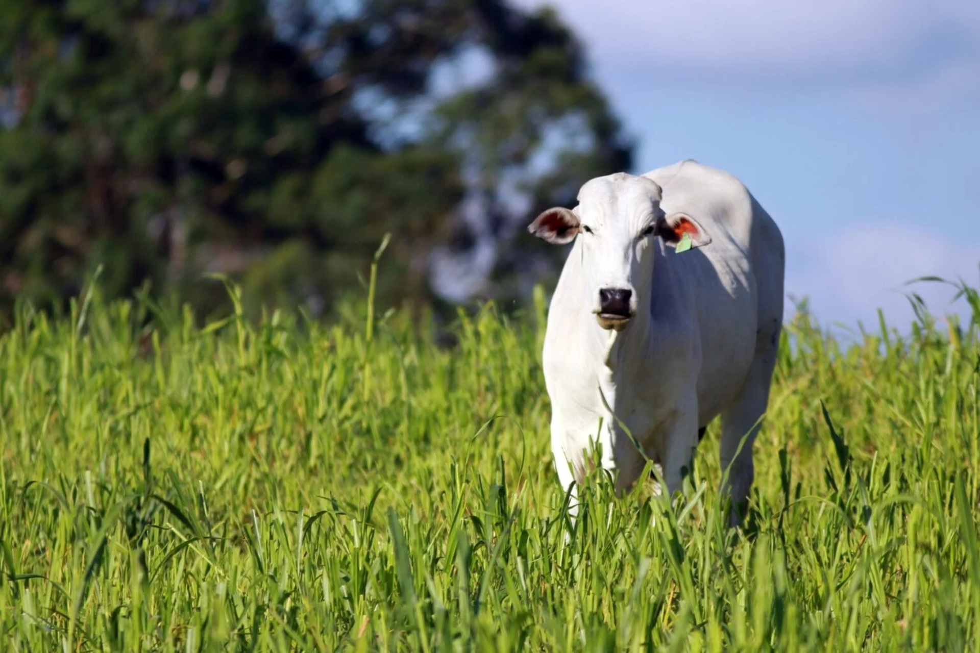 Obrigatoriedade se estende a todos que possuam animais em suas propriedades