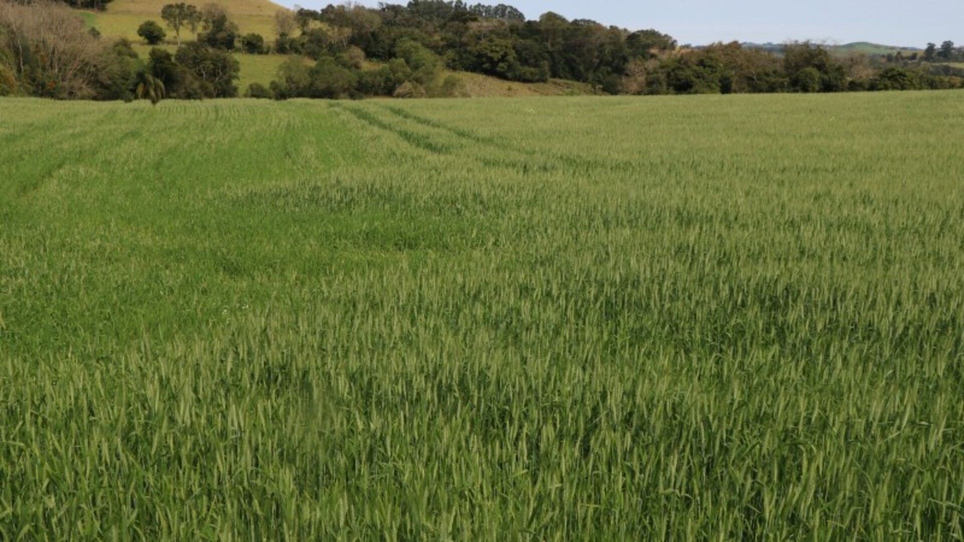 OAB Barro Preto - Bagé se aproxima de 80% da área semeada com trigo