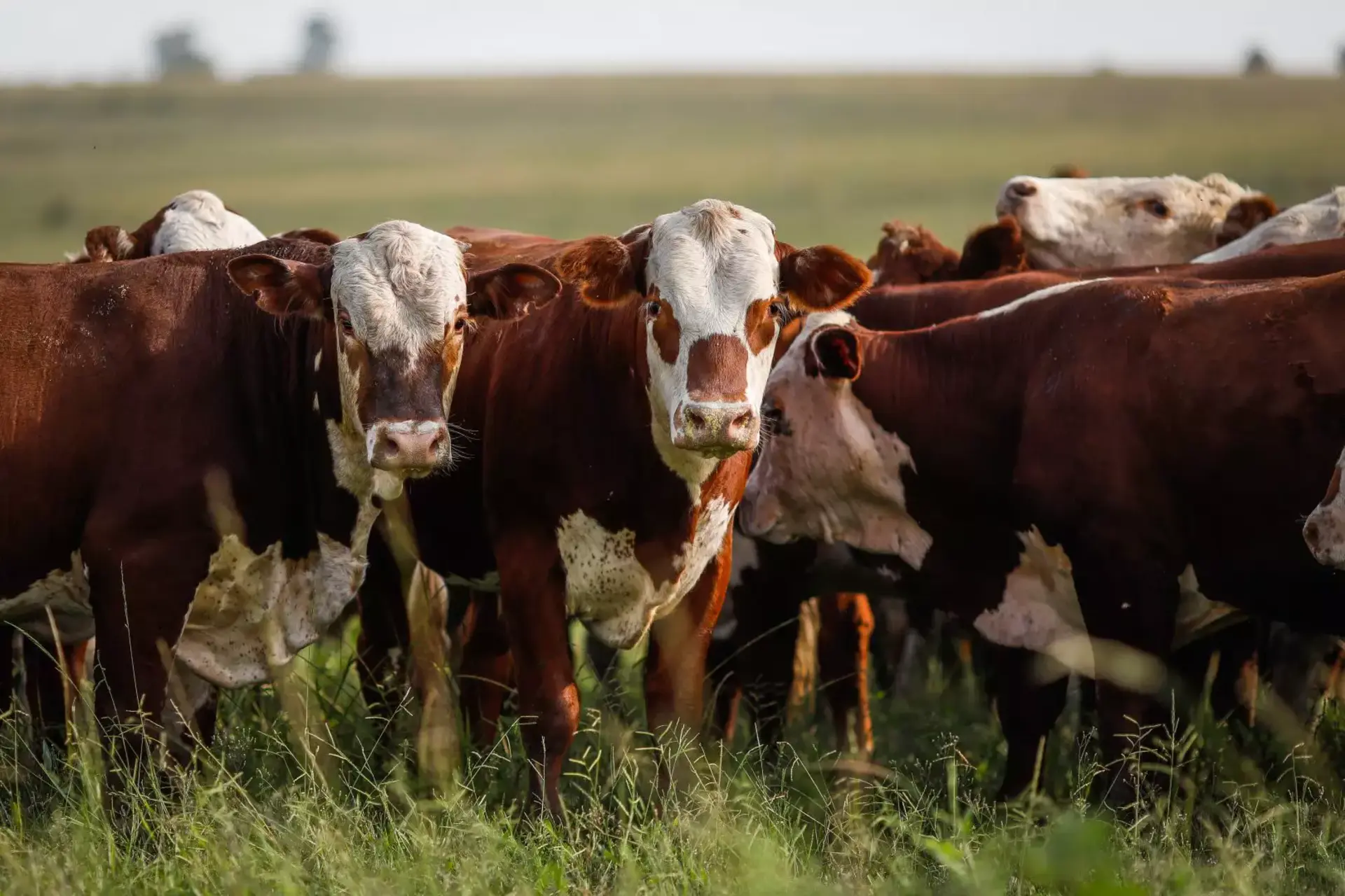 OAB Barro Preto - Dom Pedrito projeta o Pampa como potência agropecuária sustentável
