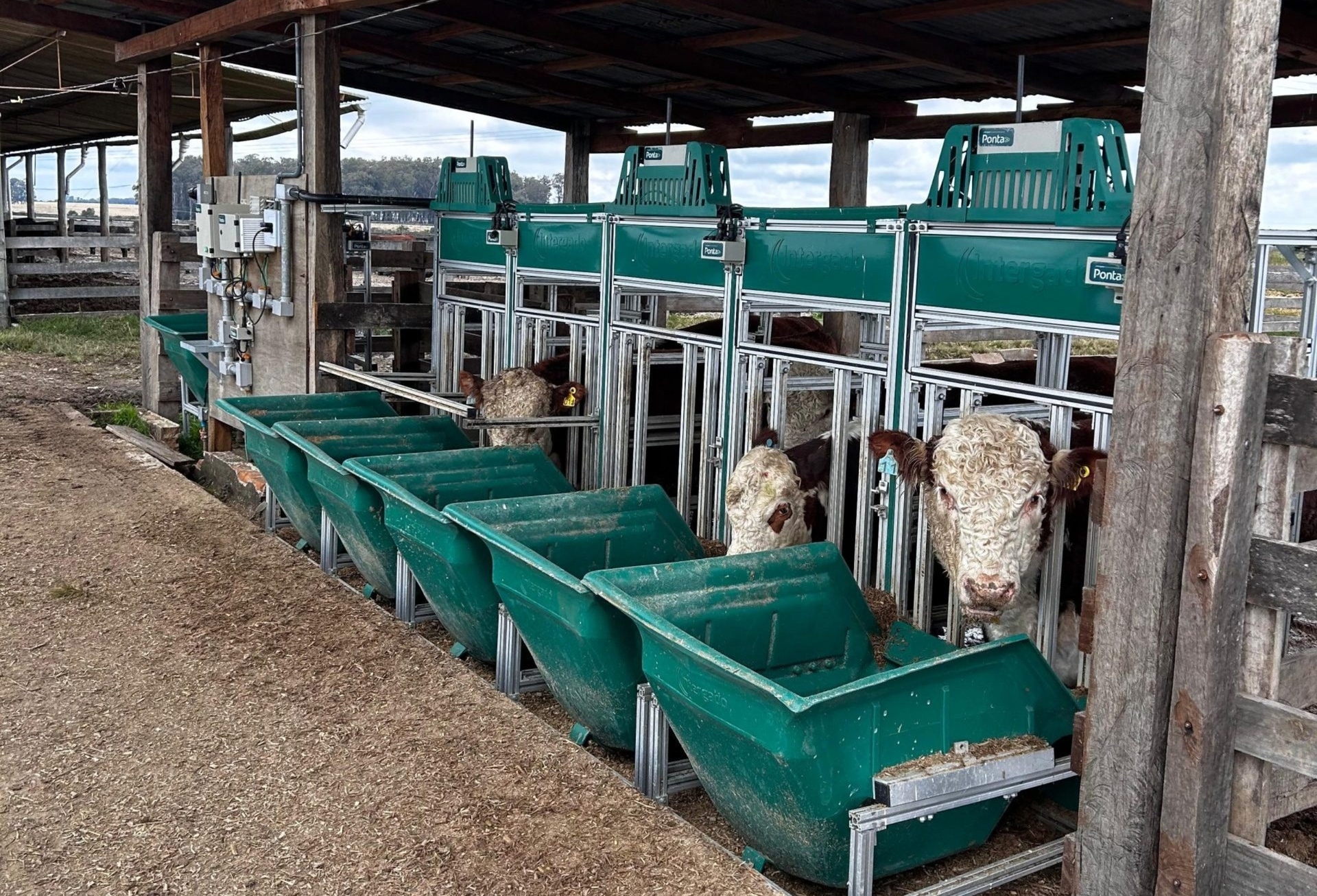 OAB Barro Preto - Seleção genética busca produzir mais carne com menos alimento