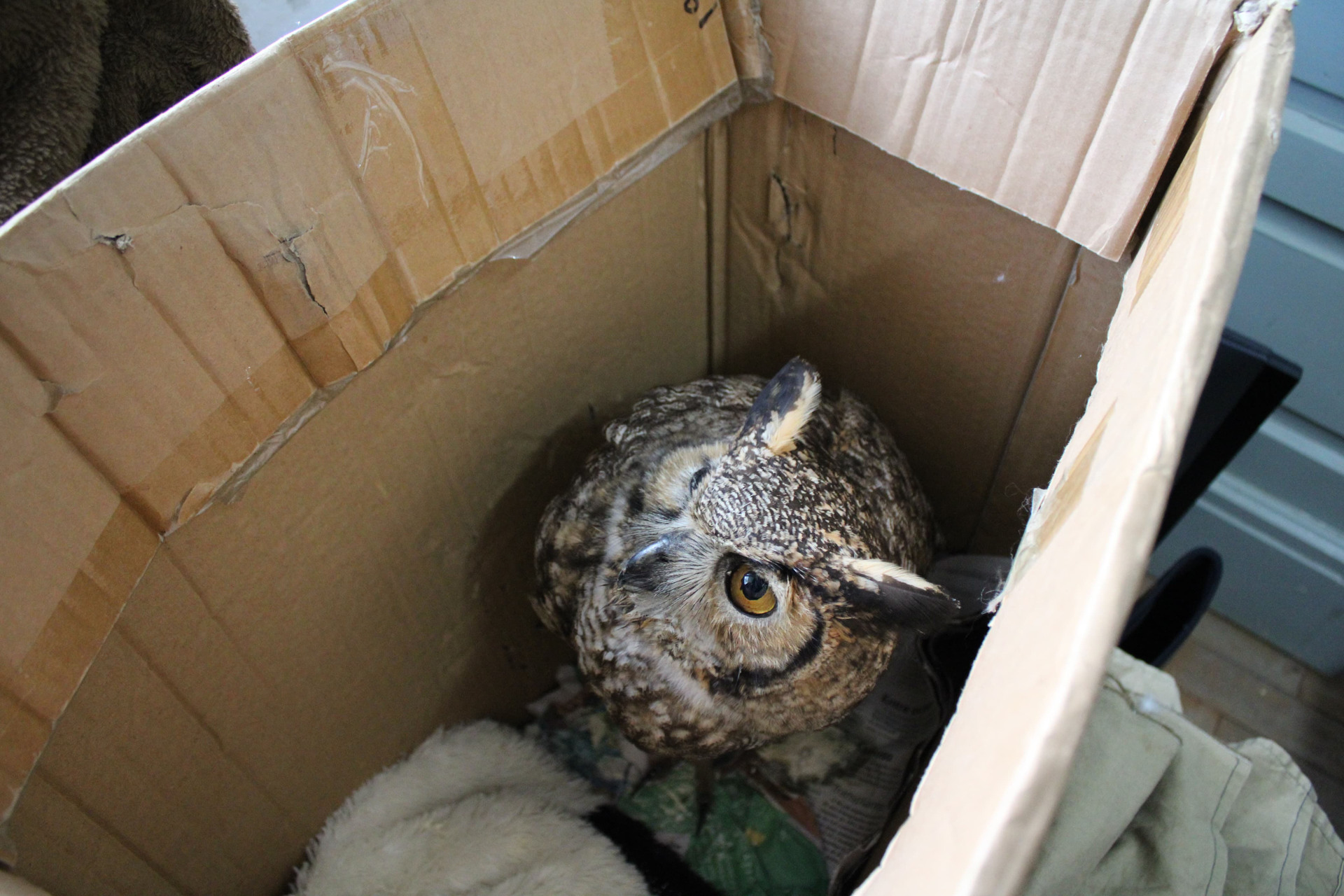 OAB Barro Preto - Animais silvestres encontram refúgio na 1ª Delegacia de Polícia de Bagé