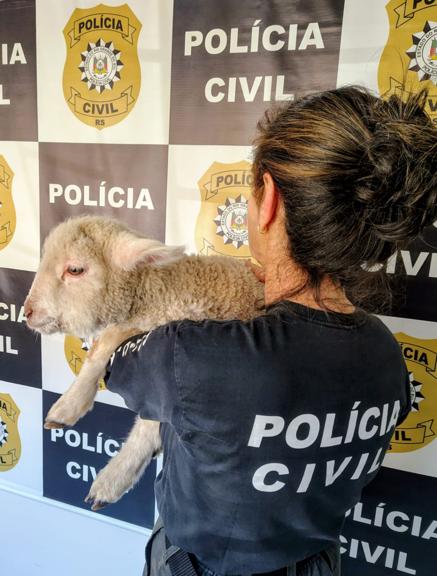 OAB Barro Preto - Ovino em maus-tratos é resgatado em apartamento da Cohab