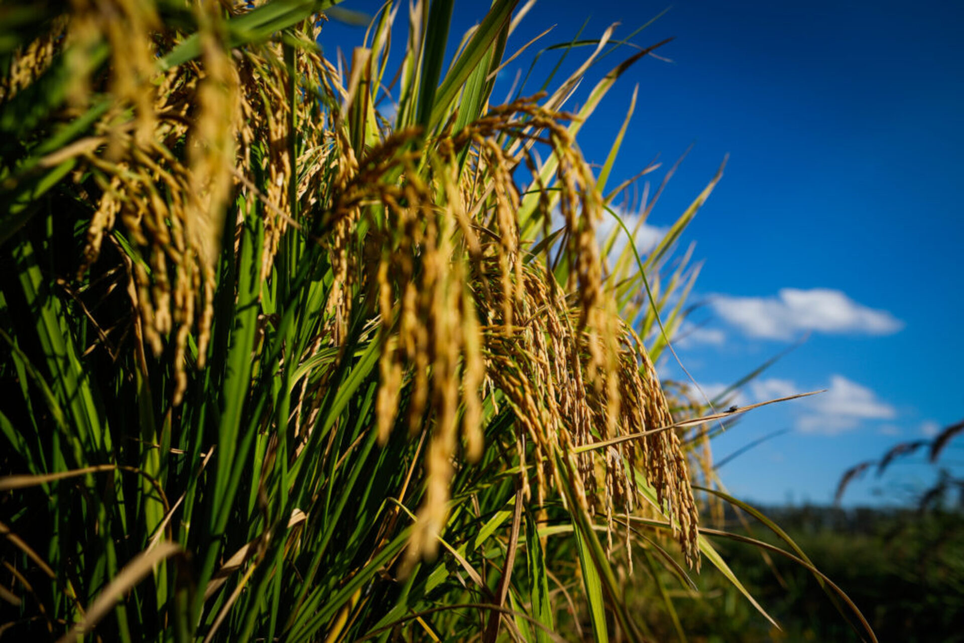 OAB Barro Preto - Rio Grande do Sul deve reduzir área plantada de arroz
