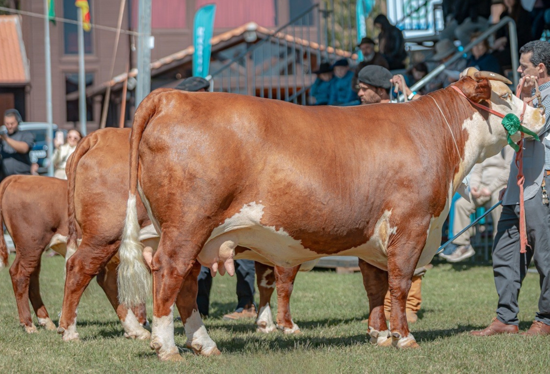 OAB Barro Preto - ABHB amplia participação com aumento de animais Hereford e Braford