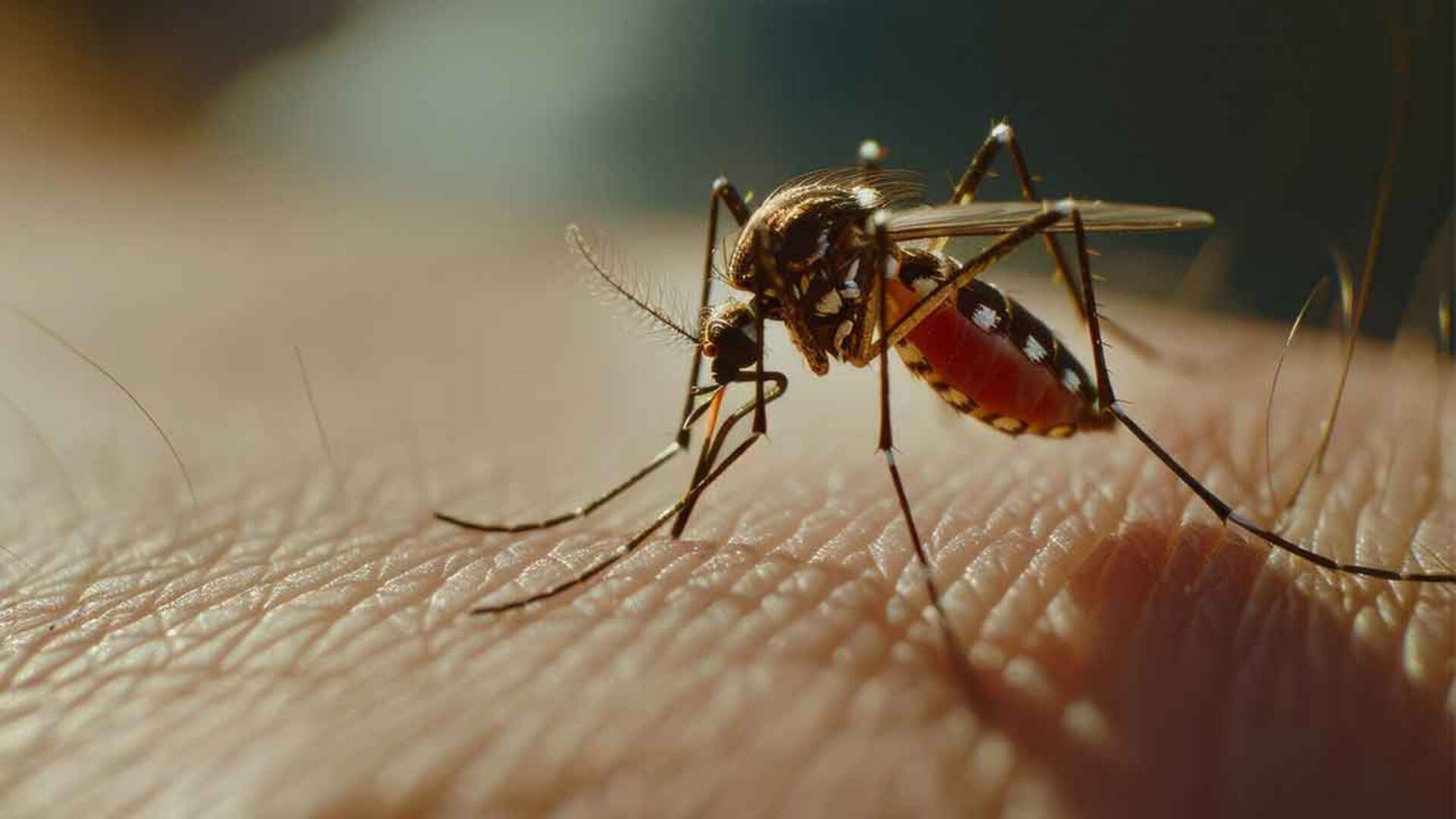 OAB Barro Preto - Bagé intensifica combate ao Aedes com mutirões aos sábados
