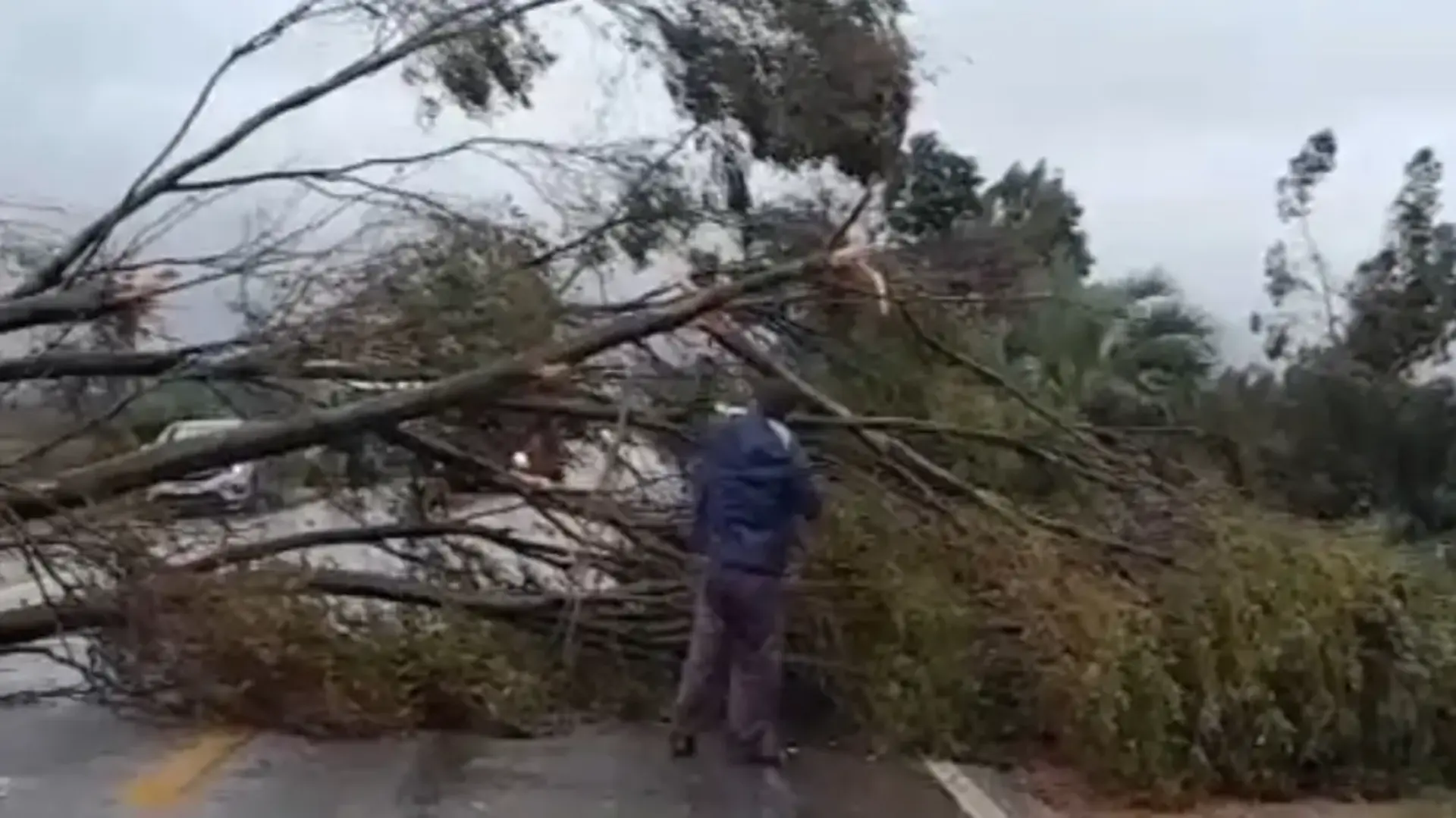 Fenômeno derrubou árvores na BR-471 e levou abaixo torres de energia