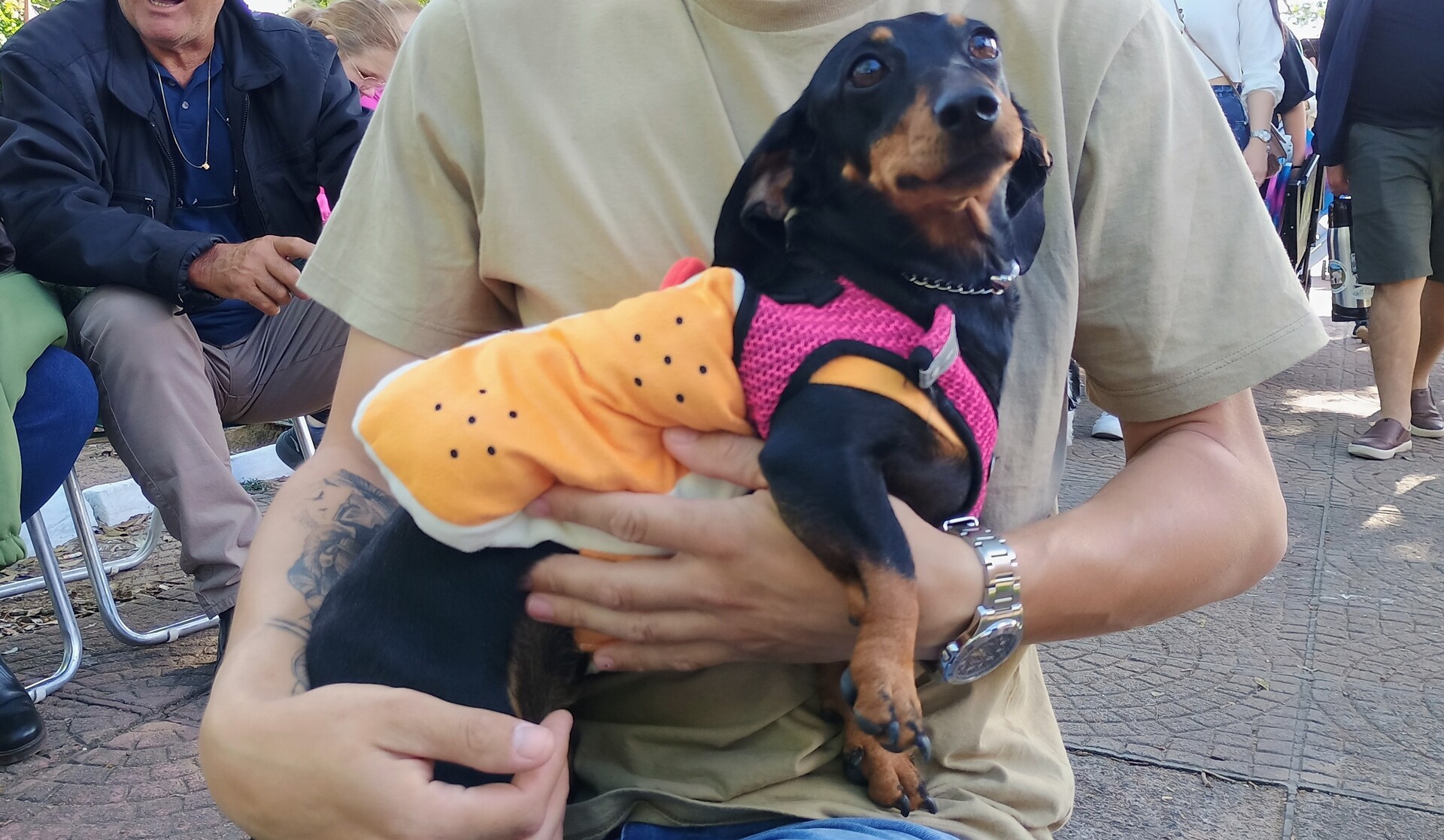 OAB Barro Preto - Evento celebra bem-estar animal e criatividade em concurso de fantasias
