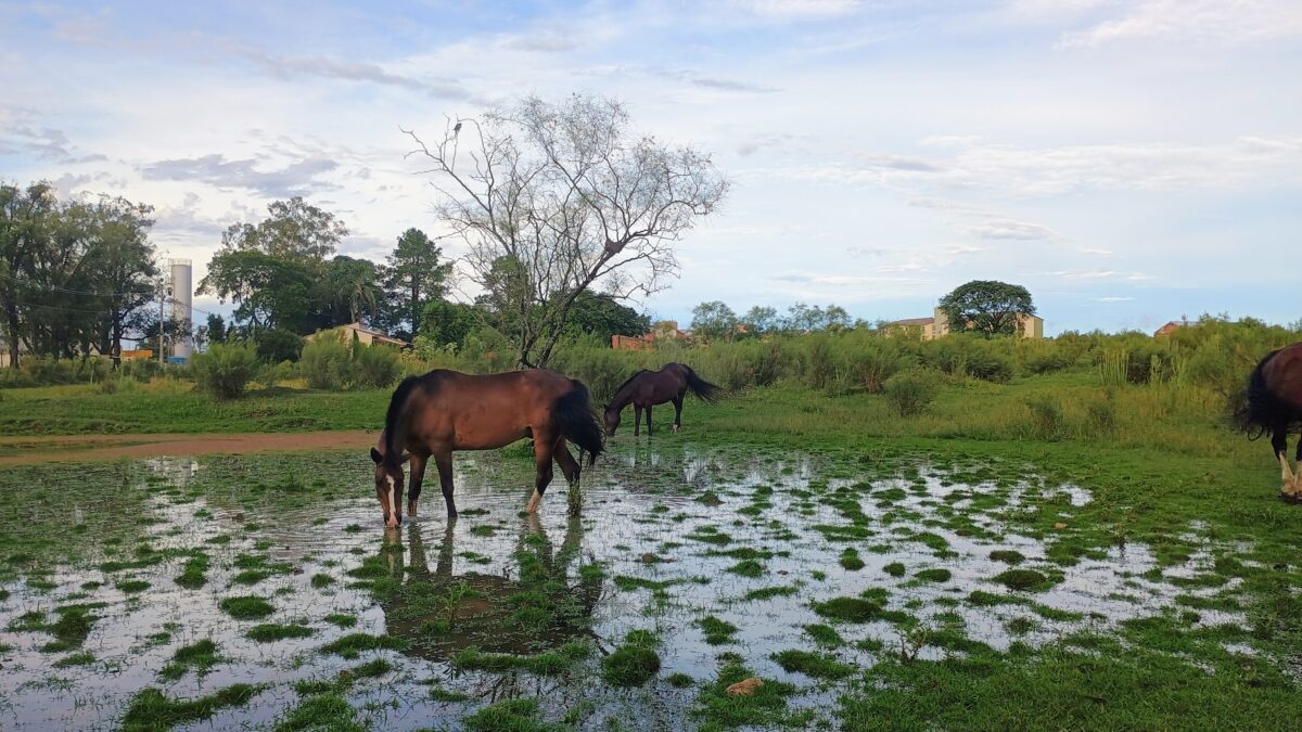 OAB Barro Preto - Calor e pouca chuva elevam risco de déficit hídrico