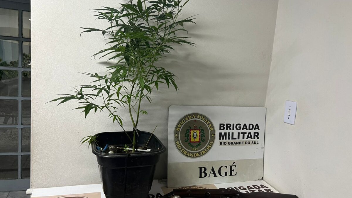 OAB Barro Preto - Homem é preso com pé de maconha e arma