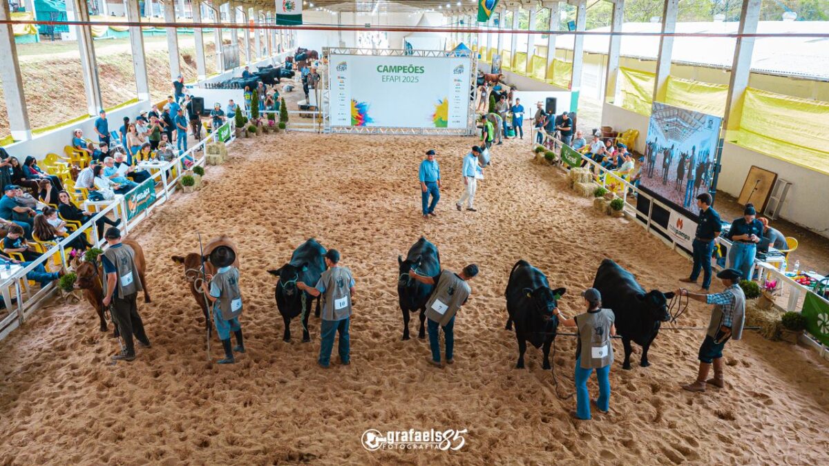 OAB Barro Preto - Angus define calendário com três exposições nacionais